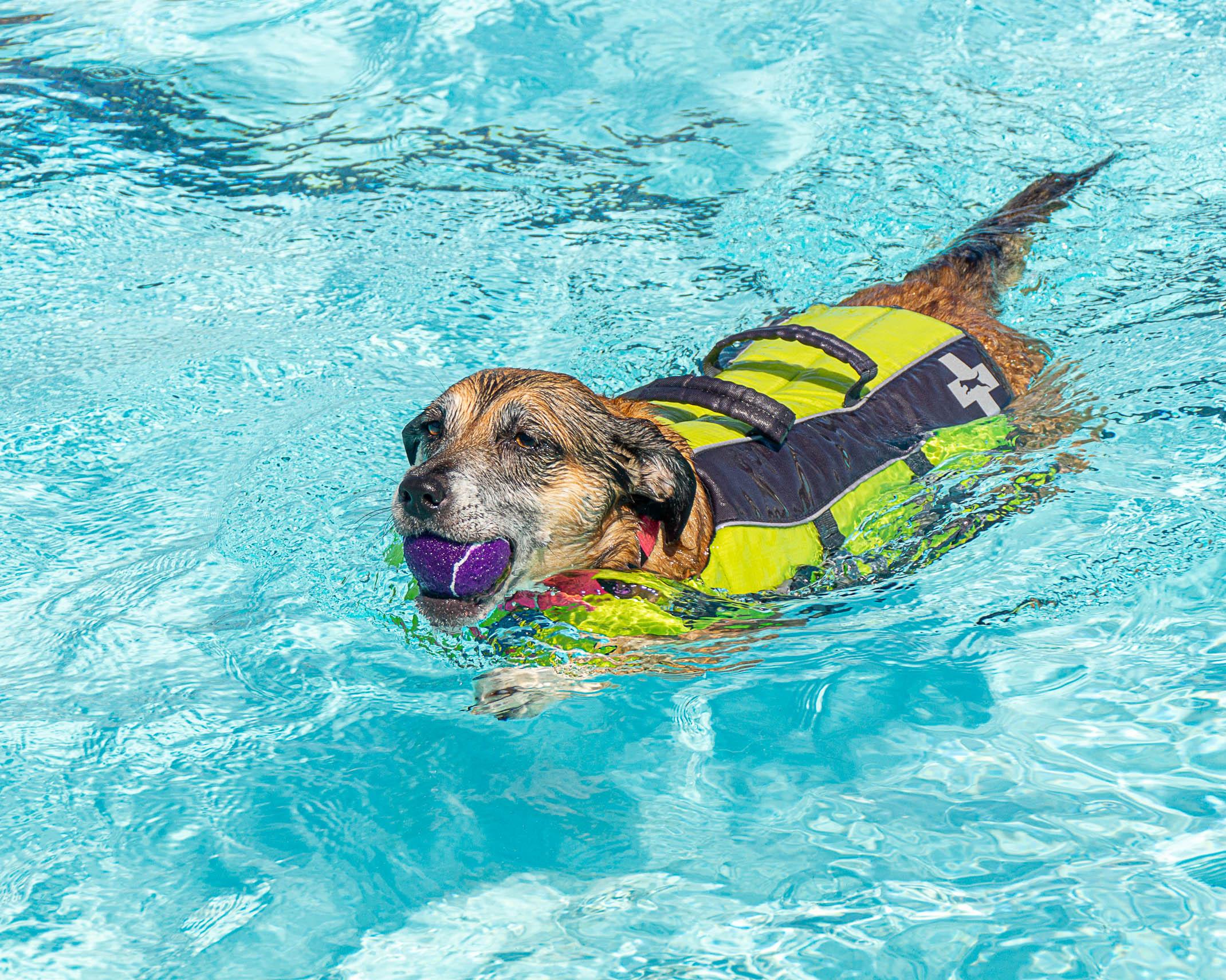 Pooch Plunge at Marty Snook Pool