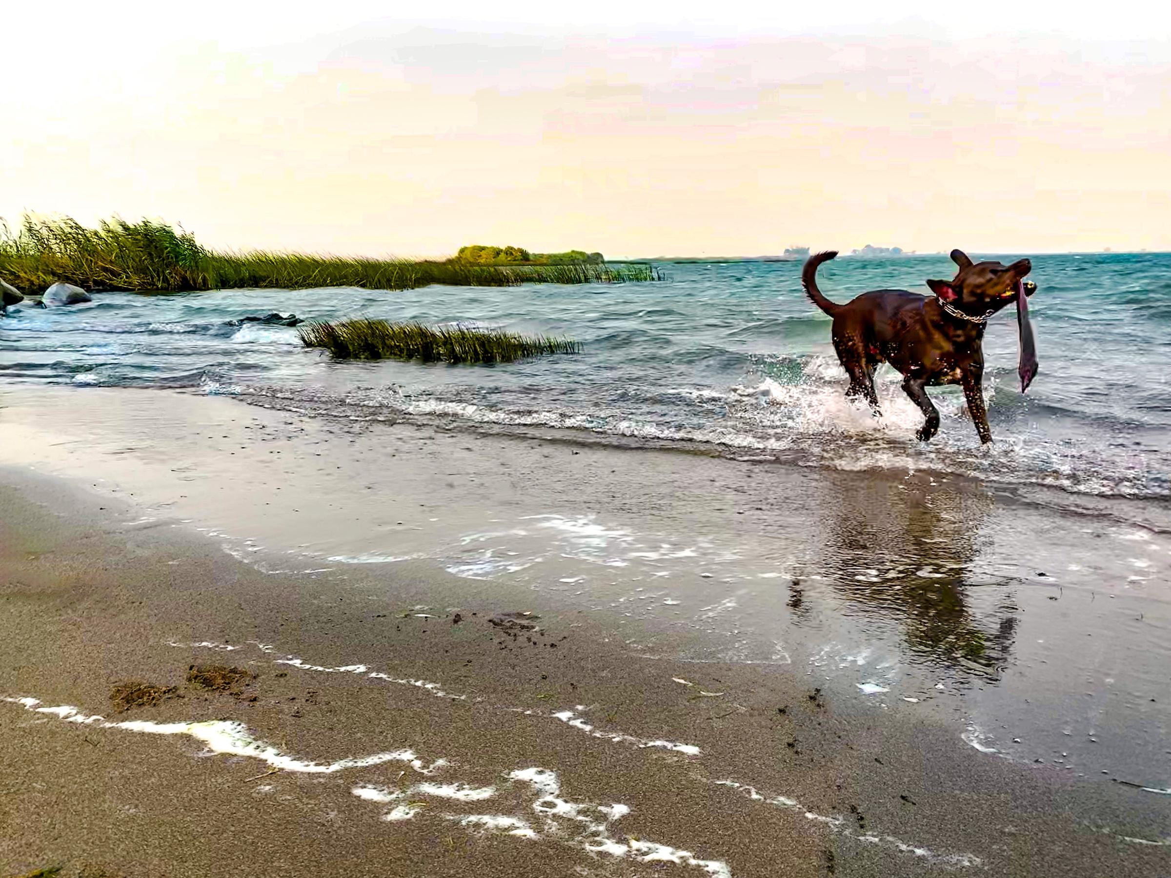 dog friendly activities in rio vista