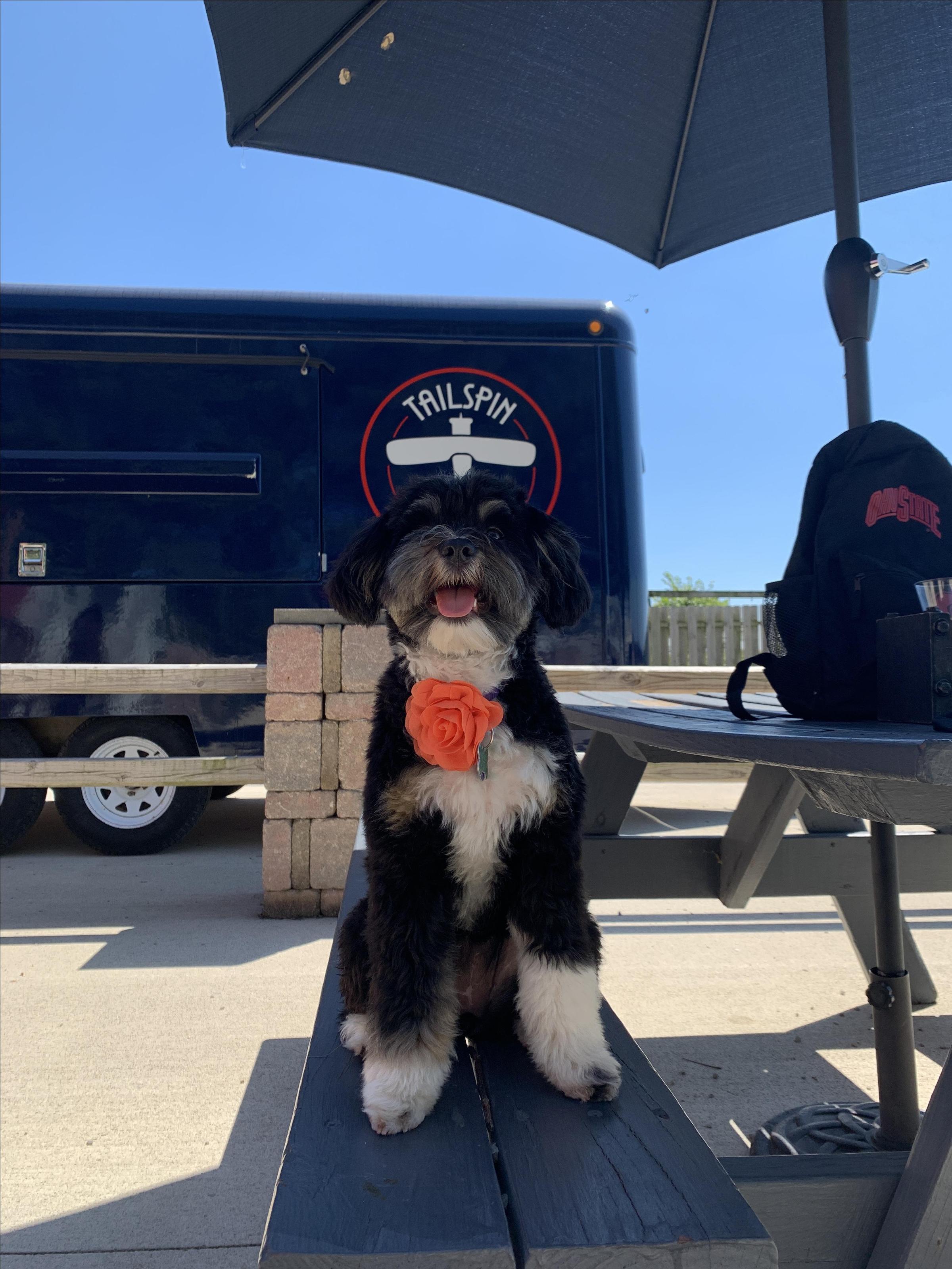 Pet Friendly Tailspin Brewing Company