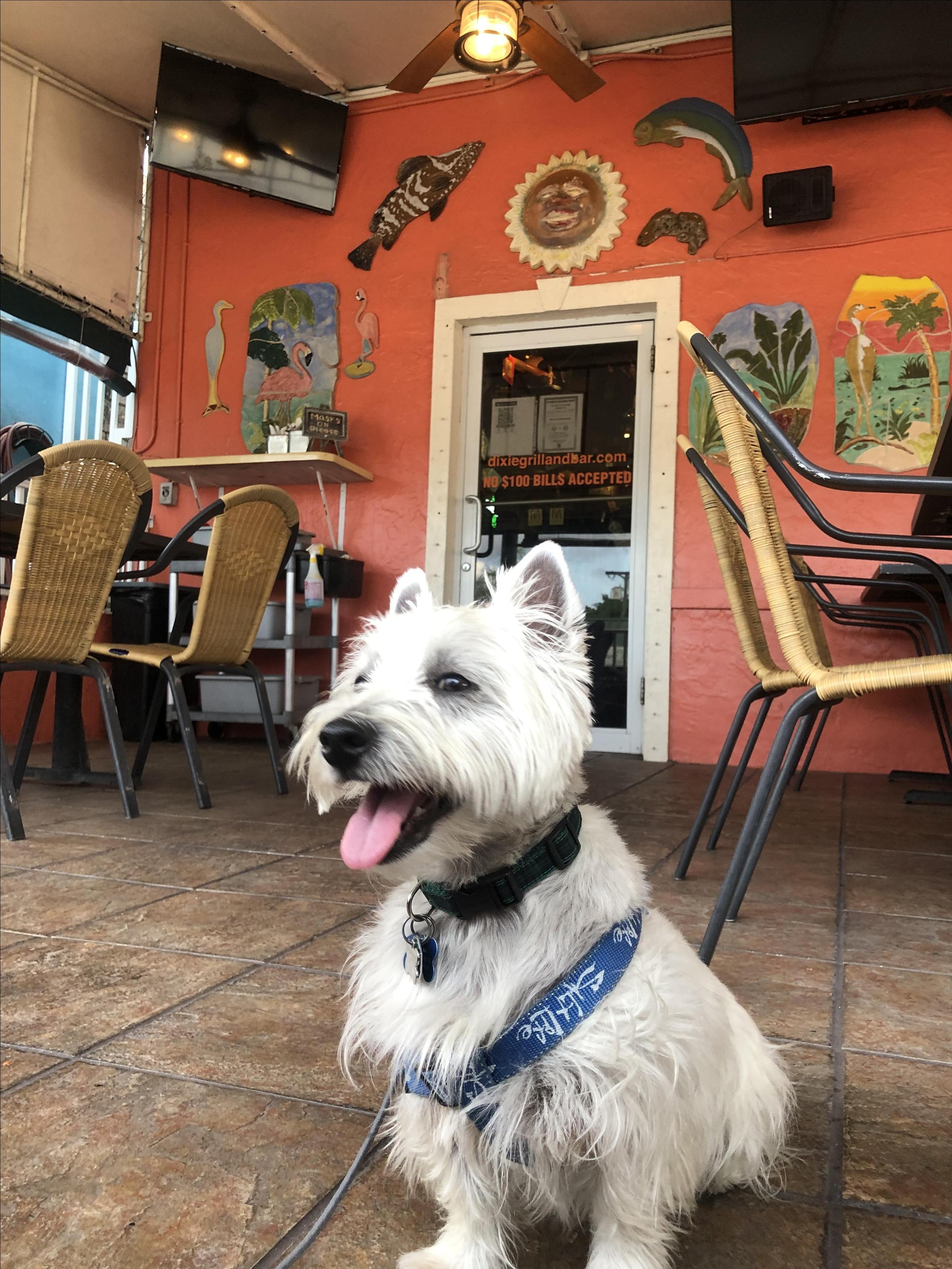 Pet Friendly Dixie Grill & Brewery