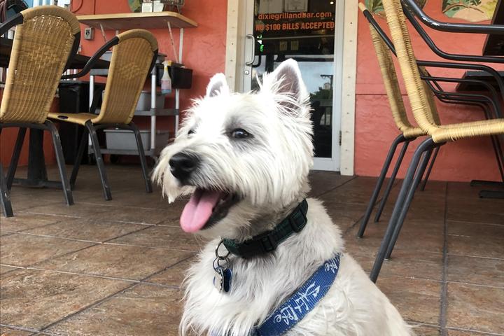 Pet Friendly Dixie Grill & Brewery