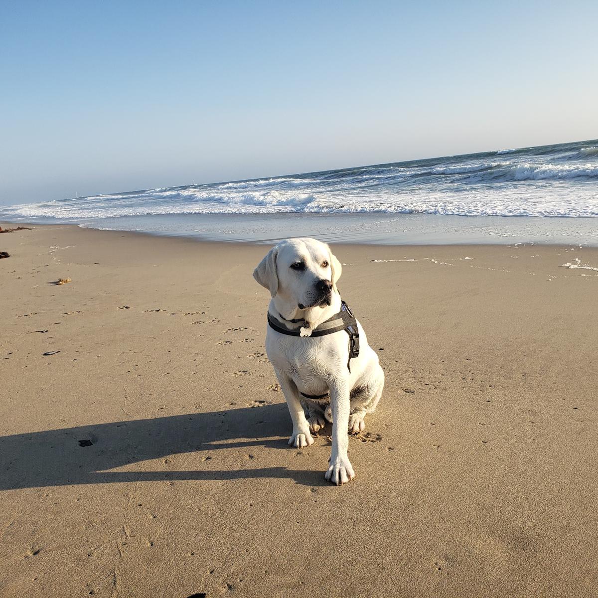 ventura mobile dog grooming