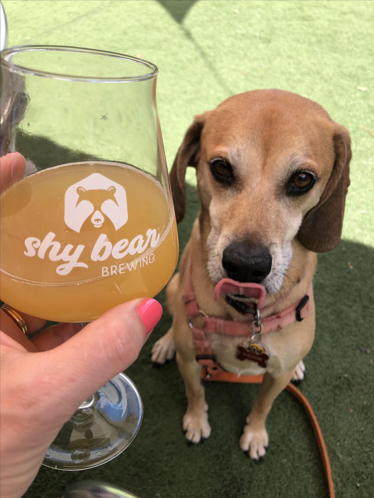 Shy Bear Brewing Pet Policy