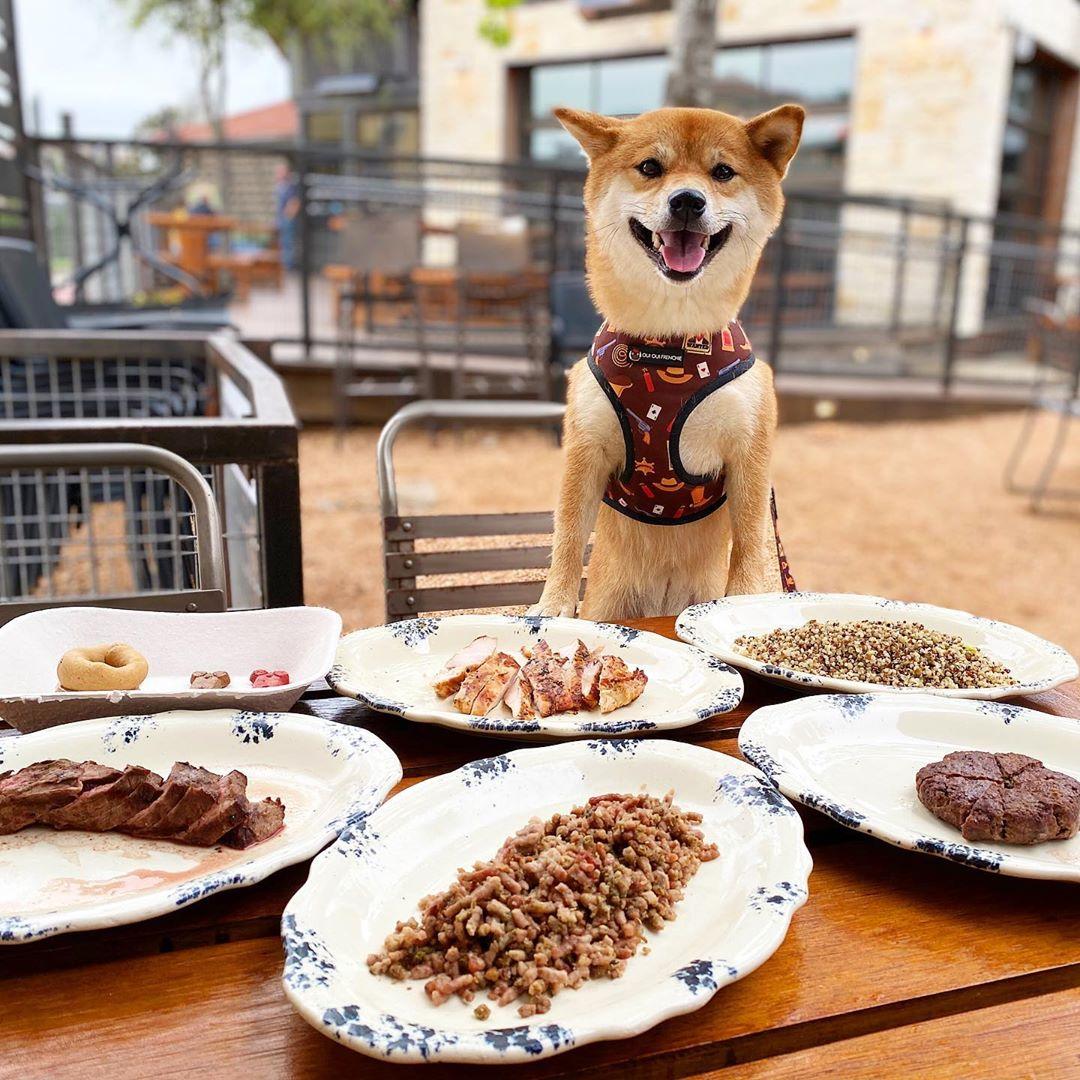 Dog friendly places 2024 to eat near me