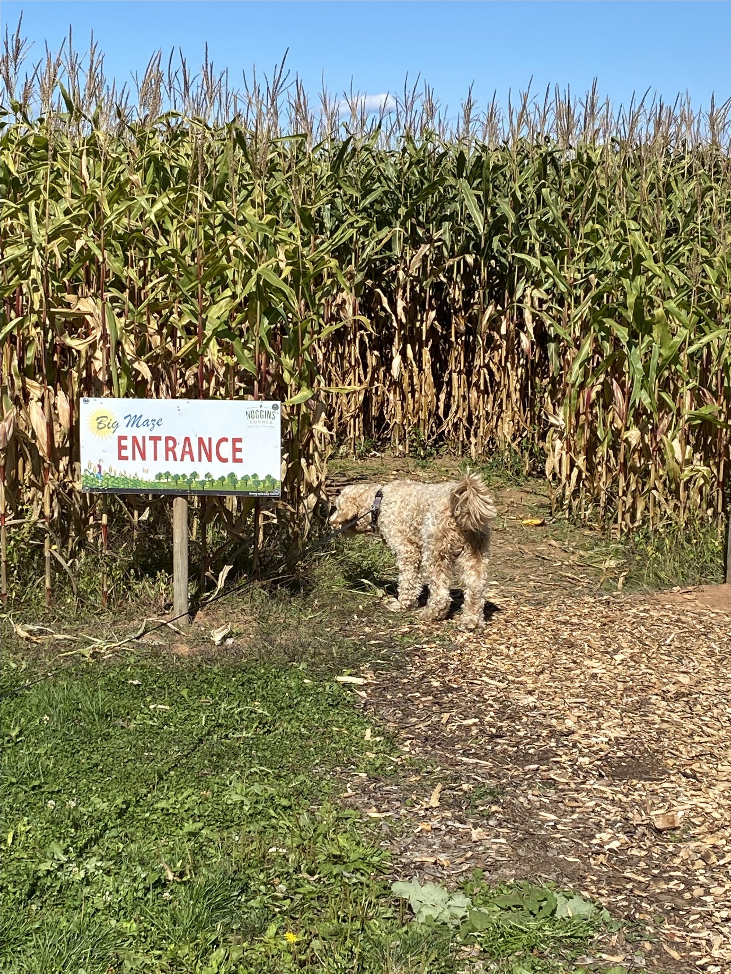 Photo of Noggins Corner Farm Market
