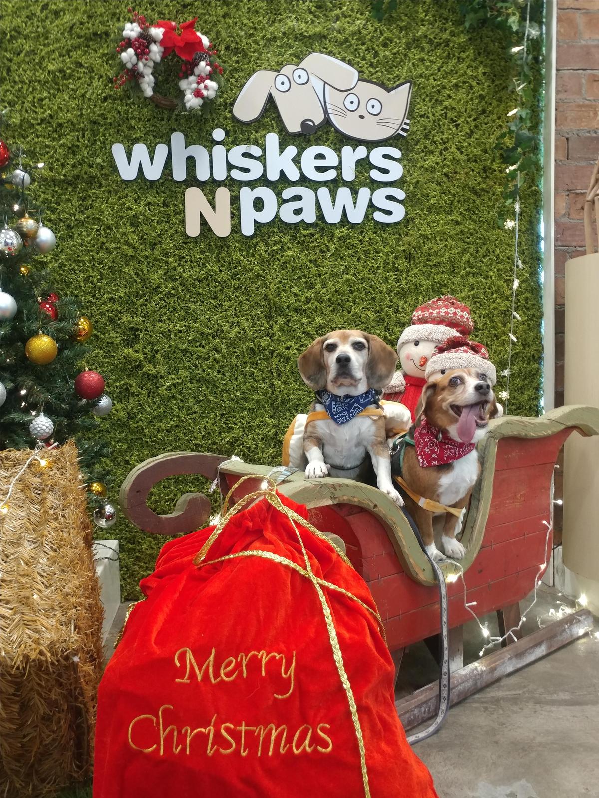 Whiskers N Paws