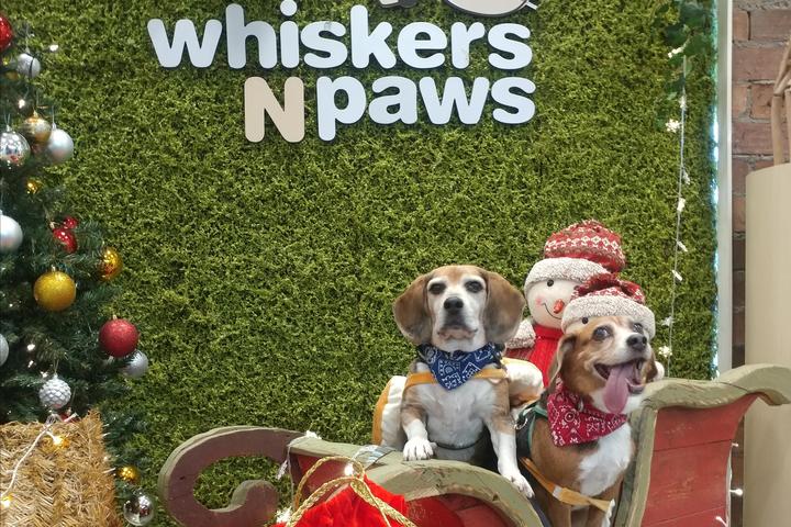 Pet Friendly Whiskers N Paws