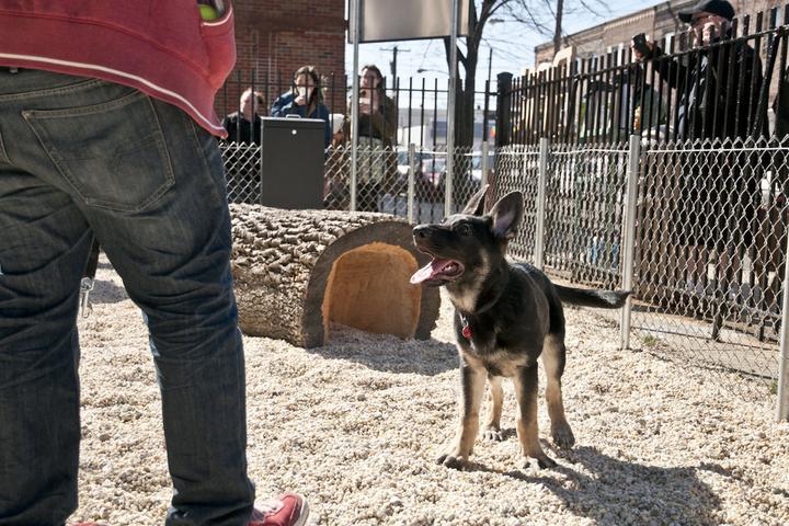 Pet Friendly Bok Building Dog Park