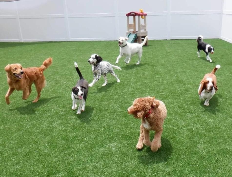 doggy day care mount pleasant