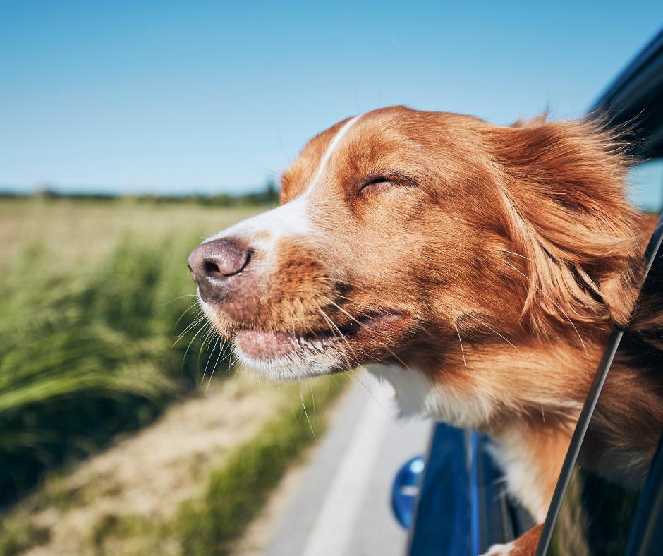 5 Confidence Boosting Games To Play With Your Anxious Car Rider