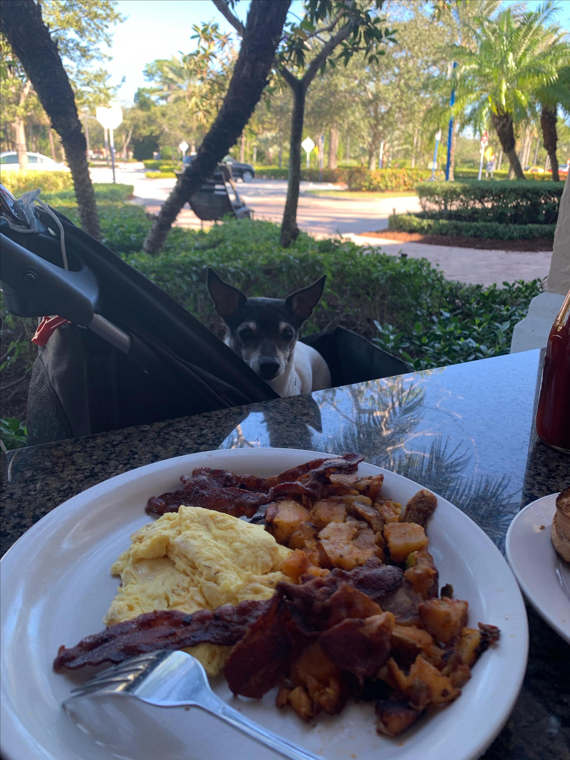 Pet Friendly Blue Moon Diner