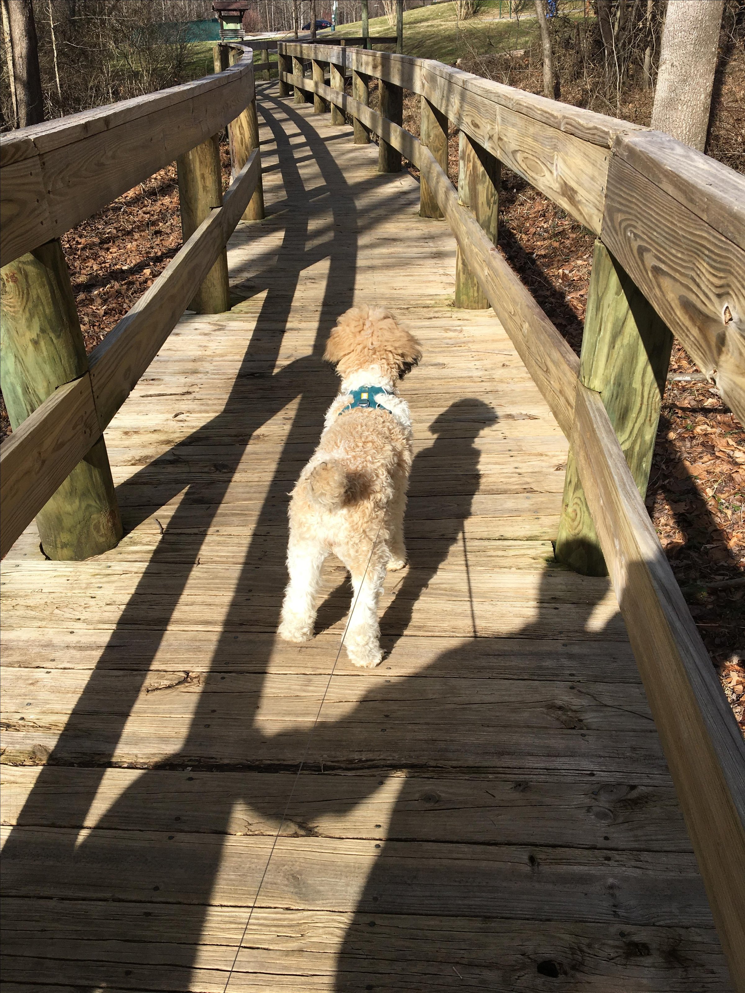 Pet Friendly Persimmon Ridge Park