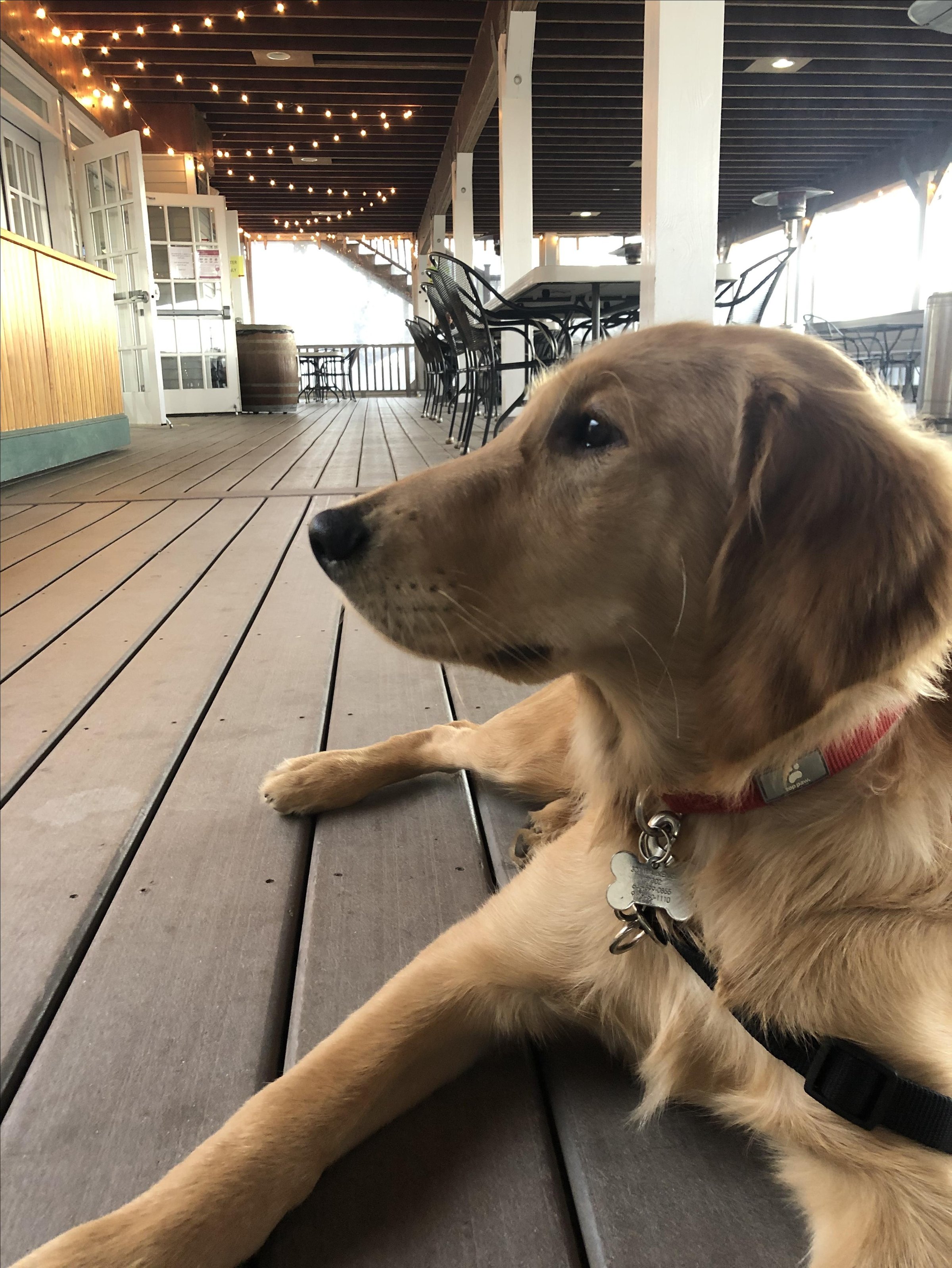Pet Friendly Laurel Lake Vineyards