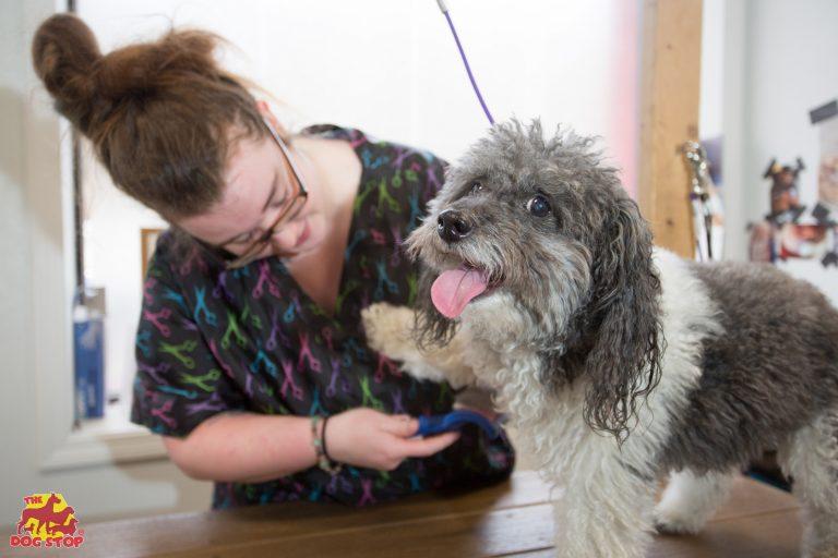 The Dog Stop Franklinton Columbus