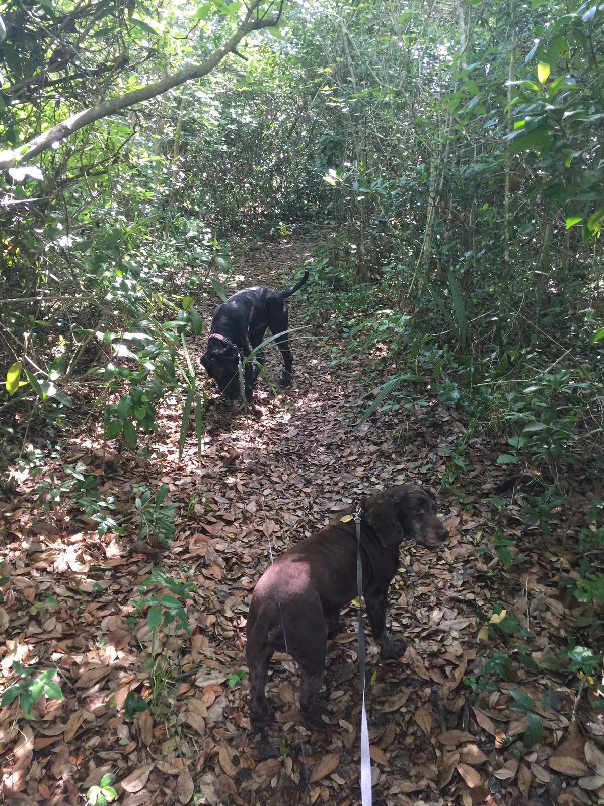 Maggy's Hammock Park