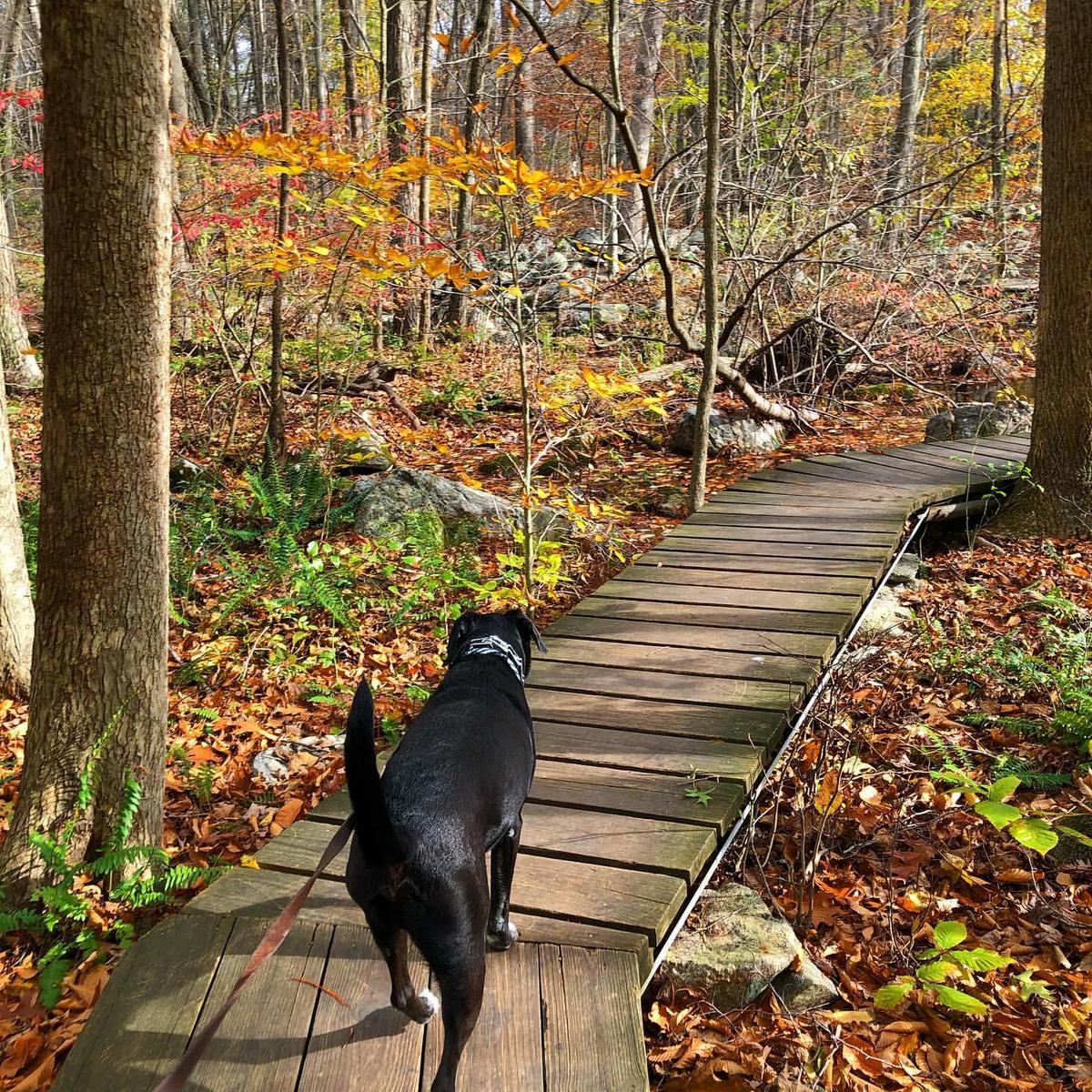 Dog walking paths near 2024 me