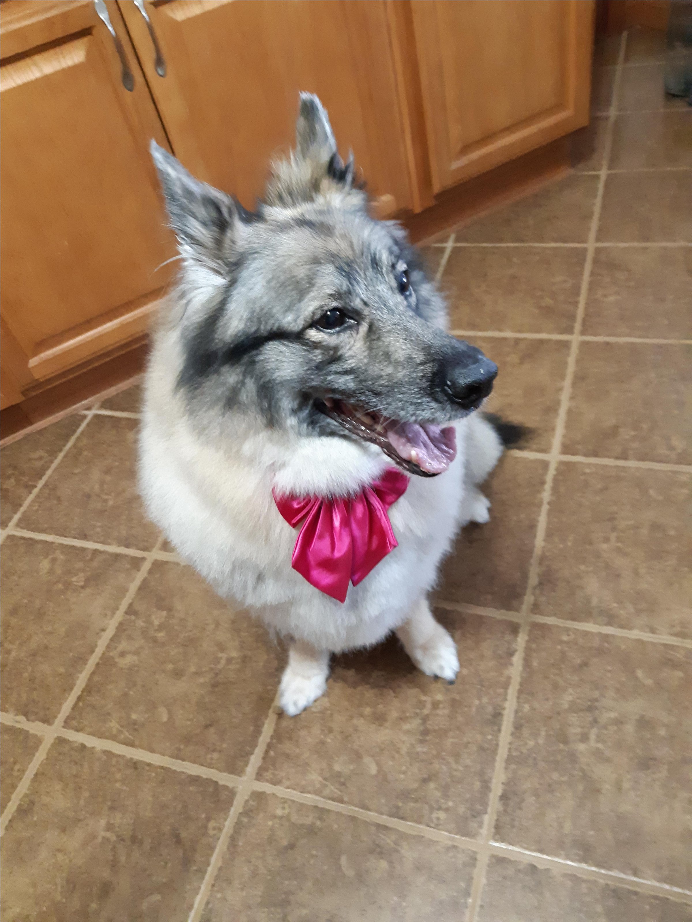 Pet Friendly The Grand Groomer