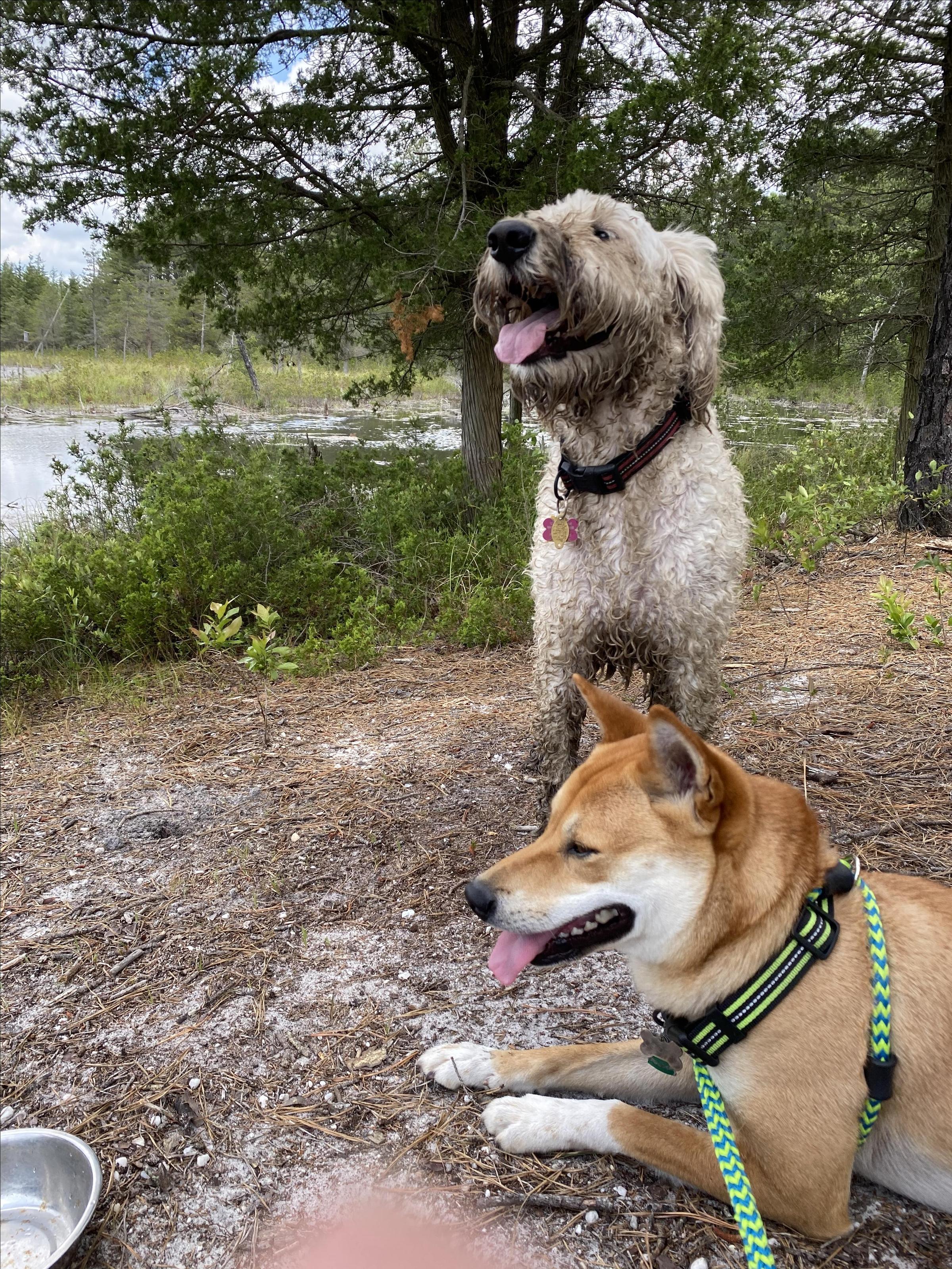Pet Friendly Stafford Forge Wildlife Management Area