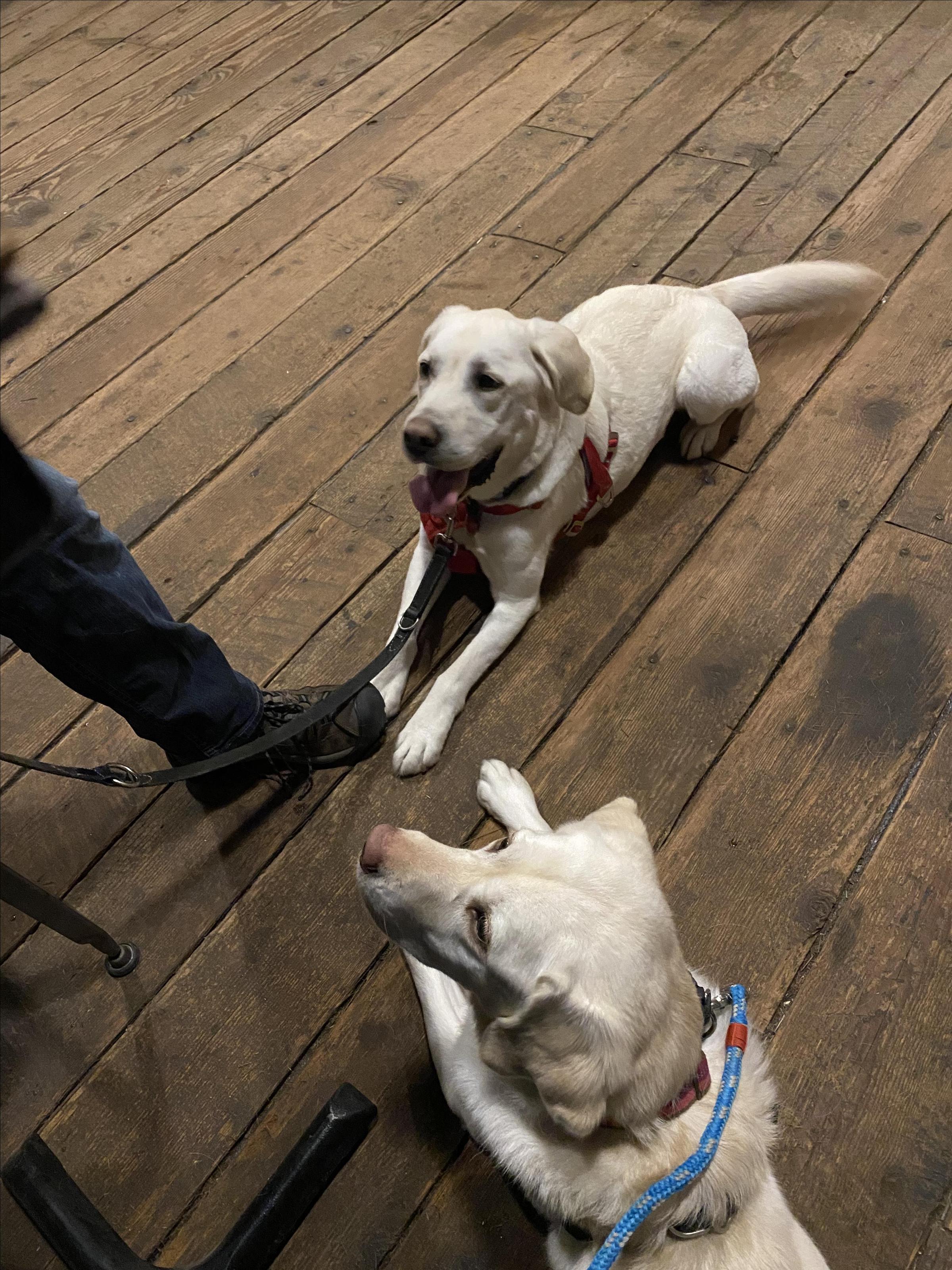 Pet Friendly Brewery nonic