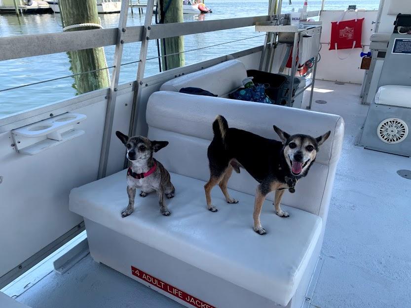 Pet Friendly Jolly Sailing & Dolphin Cruise