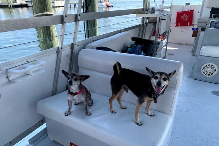 Pet Friendly Jolly Sailing & Dolphin Cruise