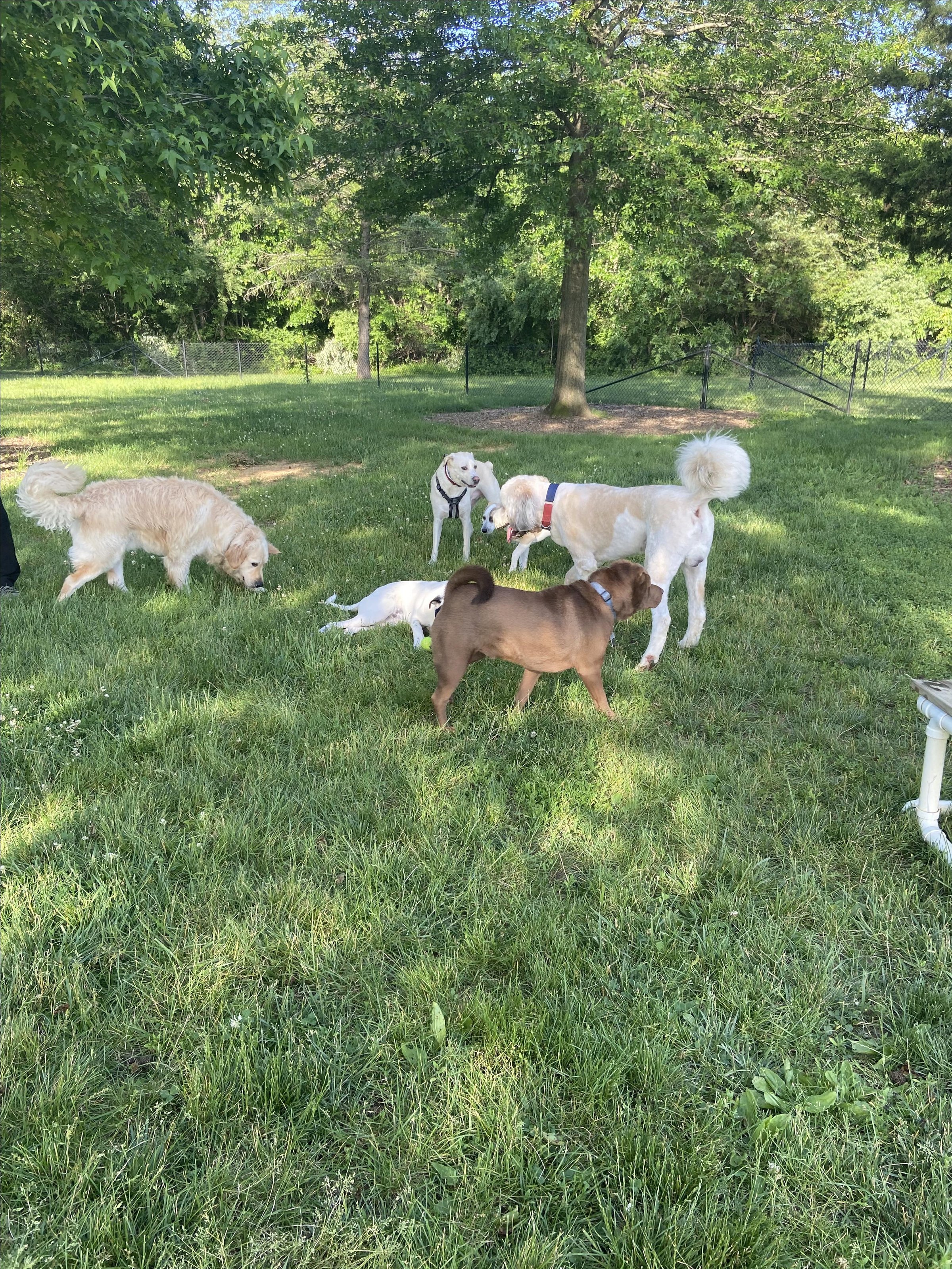 West Windsor Community Park Dog Park