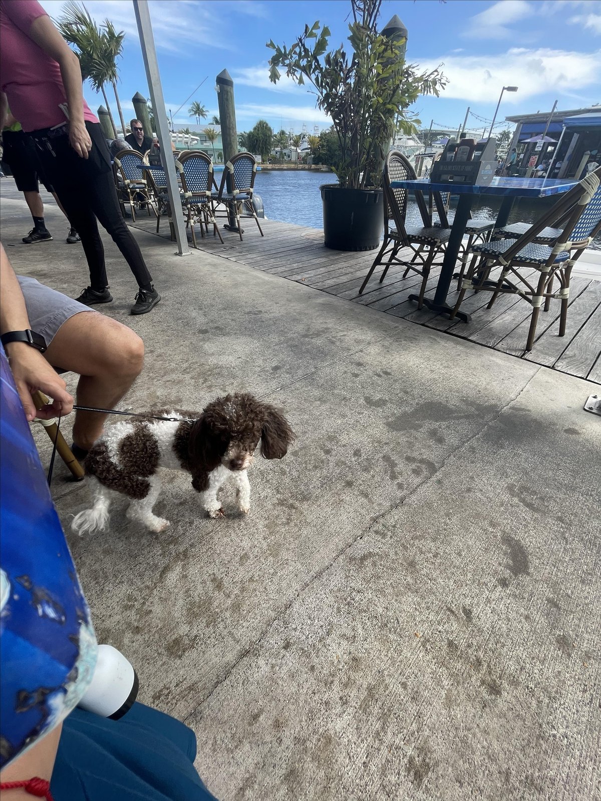 A pup sitting on the dog-friendly patio at The Twisted Tuna in Jupiter, FL.