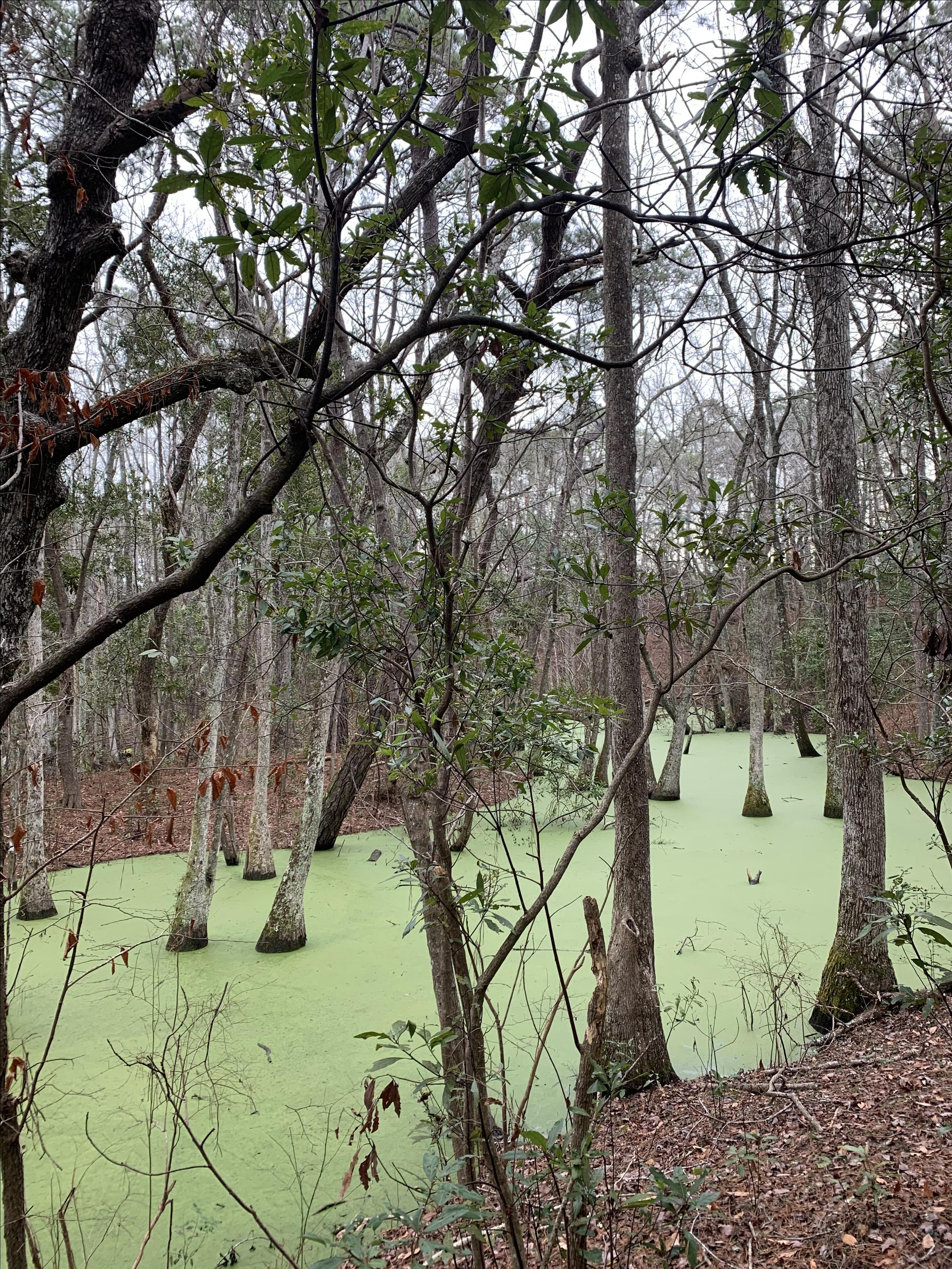 Pet Friendly Sweetgum Swamp to Blueberry Ridge Trail