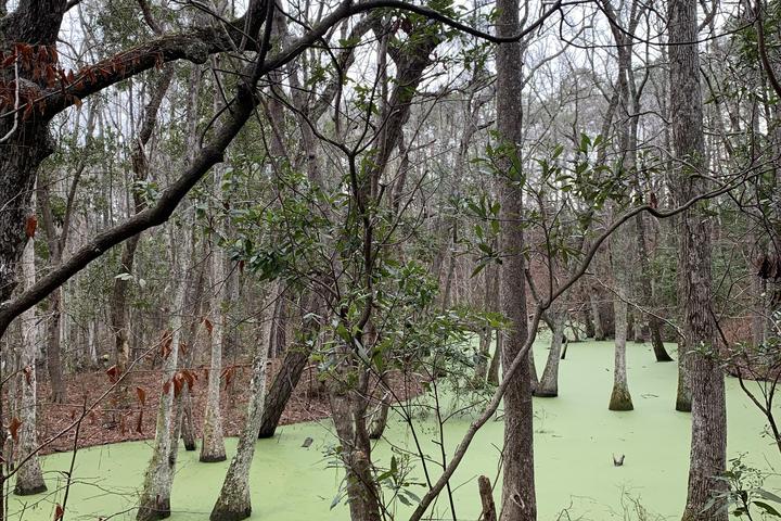 Pet Friendly Sweetgum Swamp To Blueberry Ridge Trail