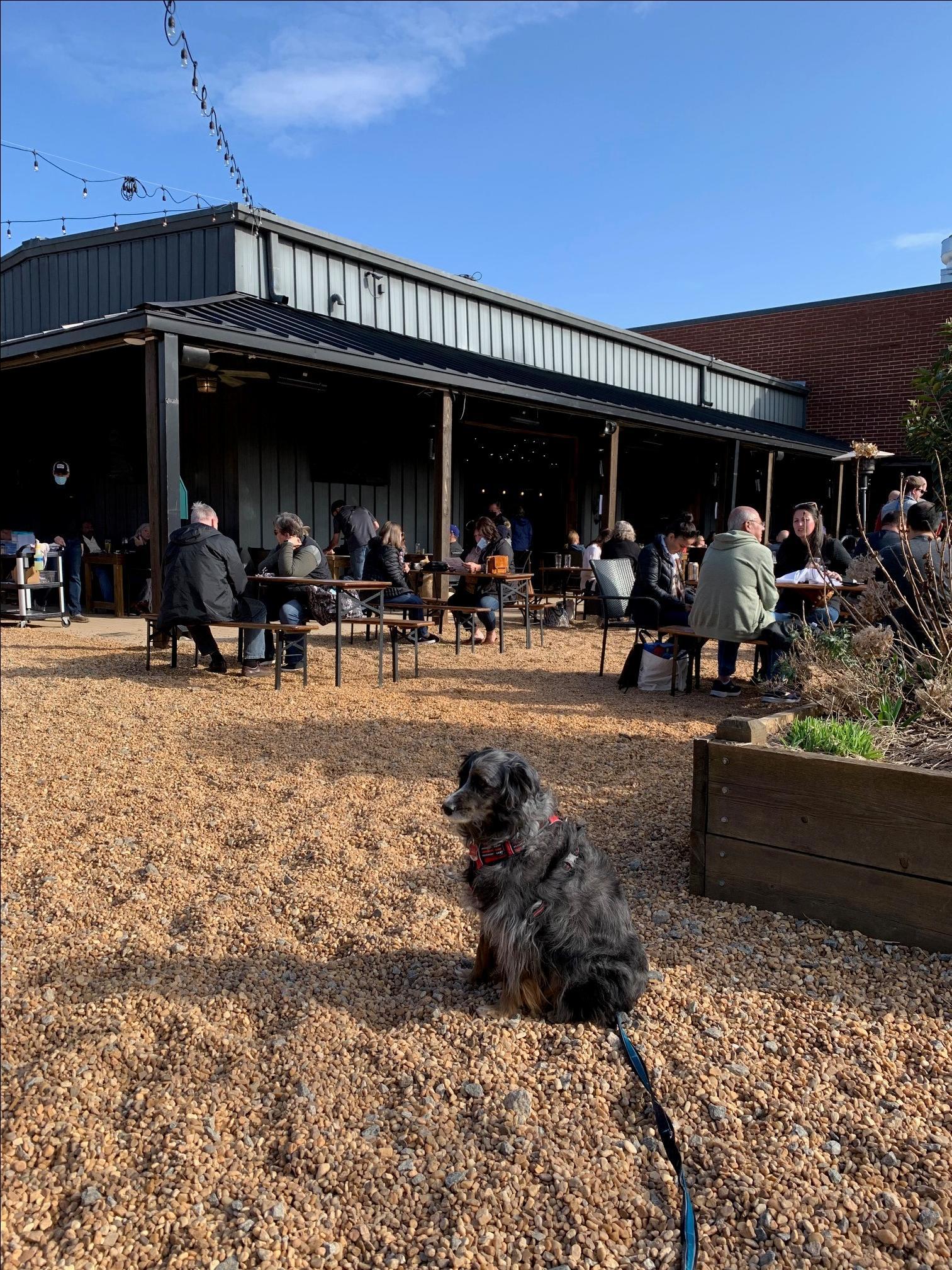 Pet Friendly Tucker Brewing Company