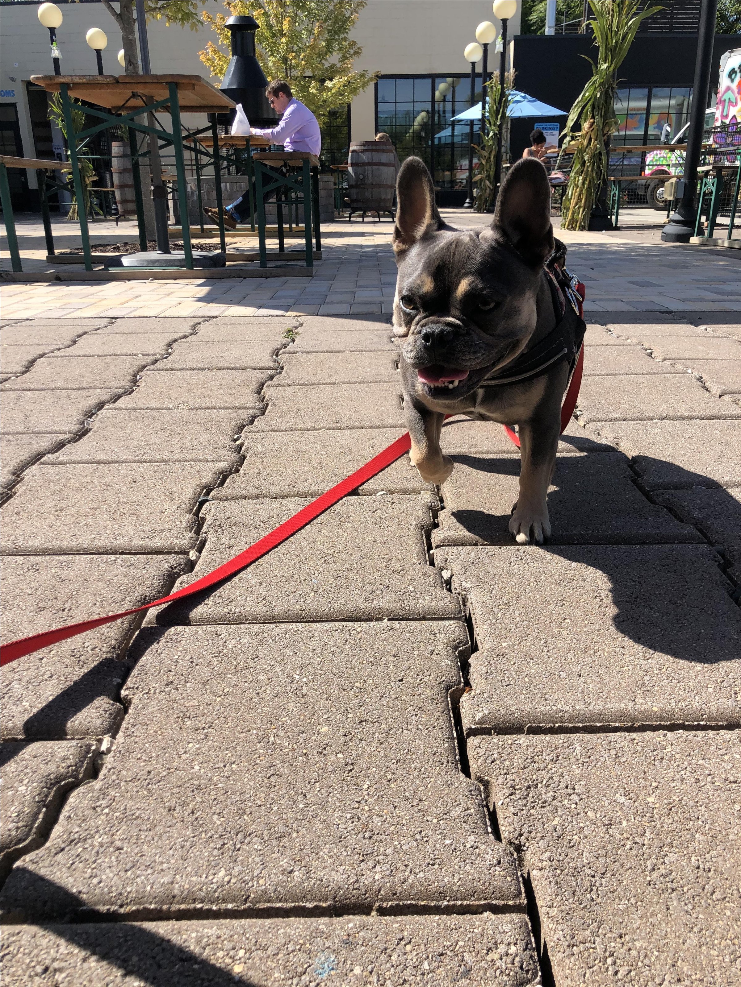 Pet Friendly Ferndale Project