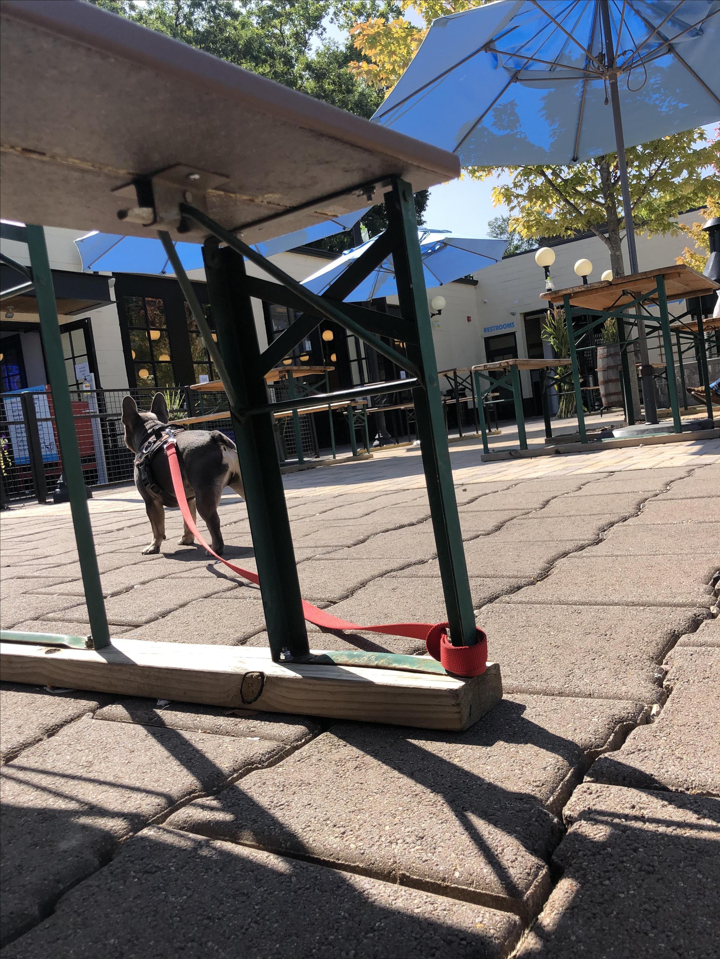 Pet Friendly Ferndale Project
