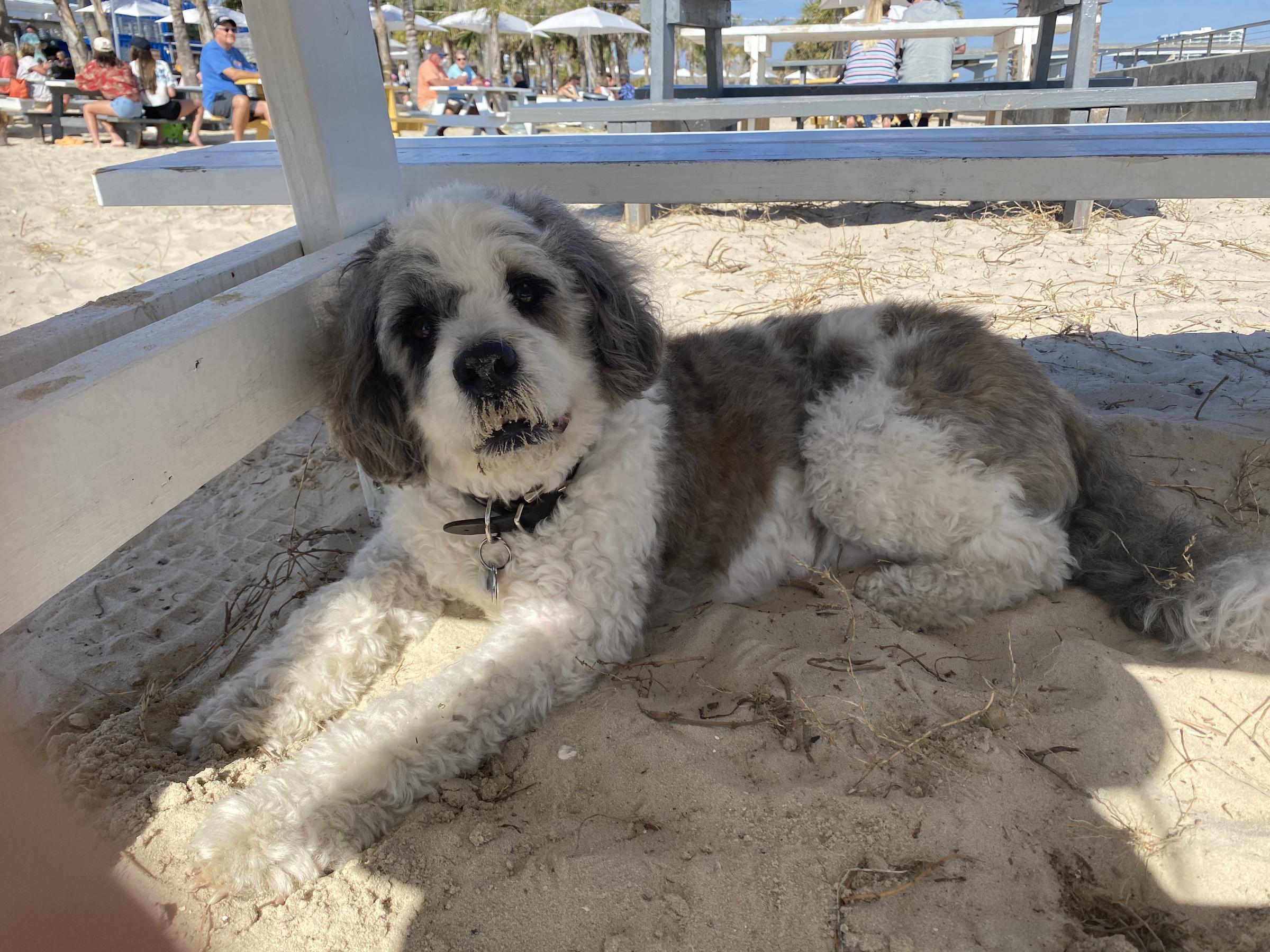 are dogs allowed on orange beach