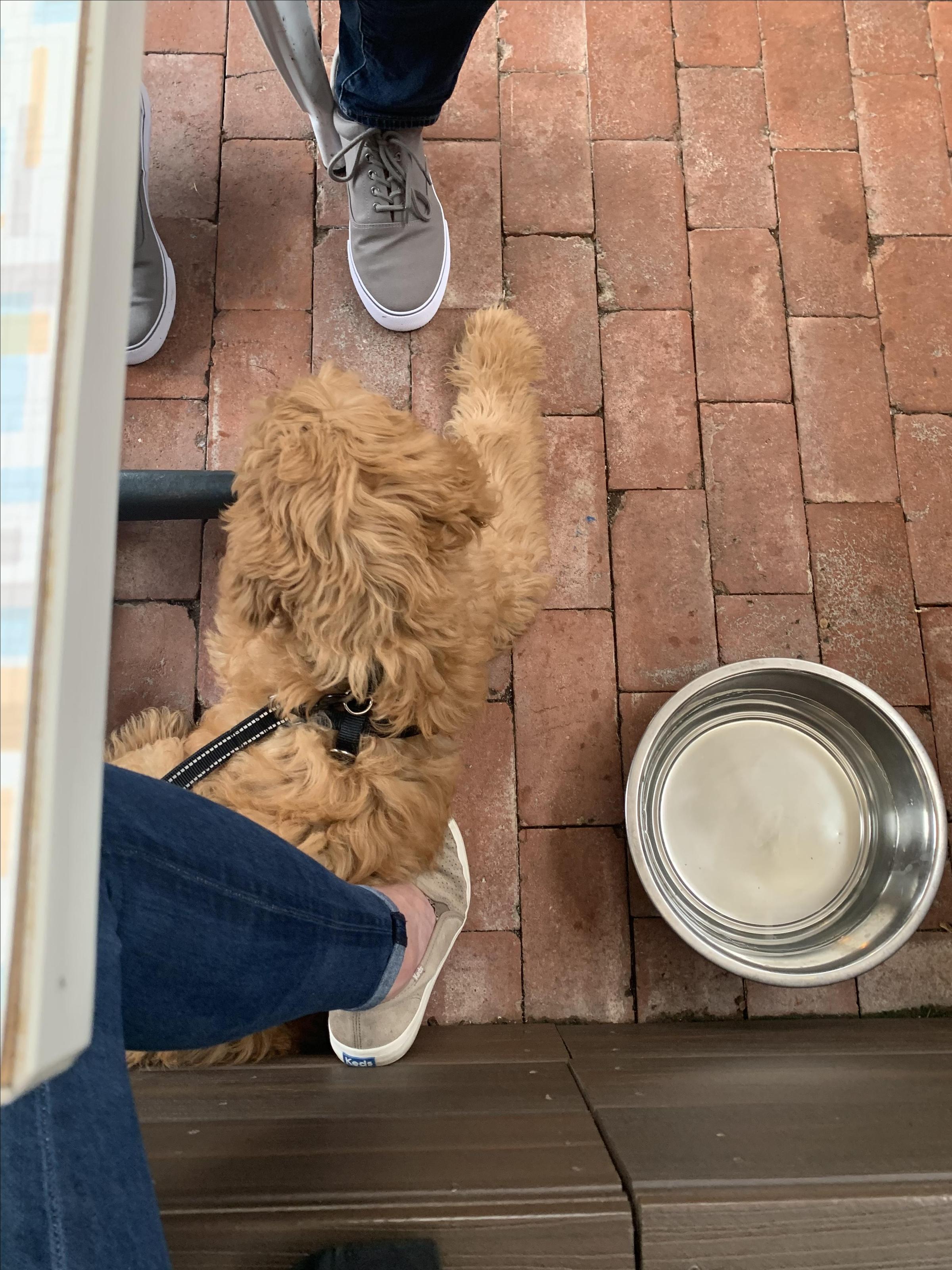 Pet Friendly Aurora