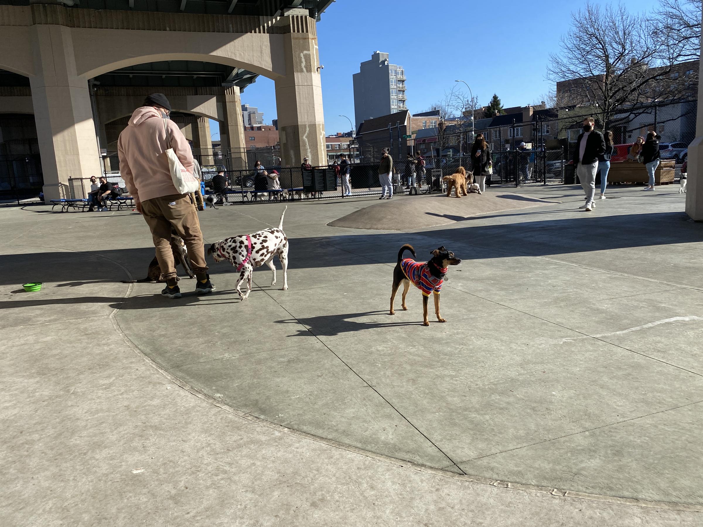 Pet Friendly Astoria Dog Park