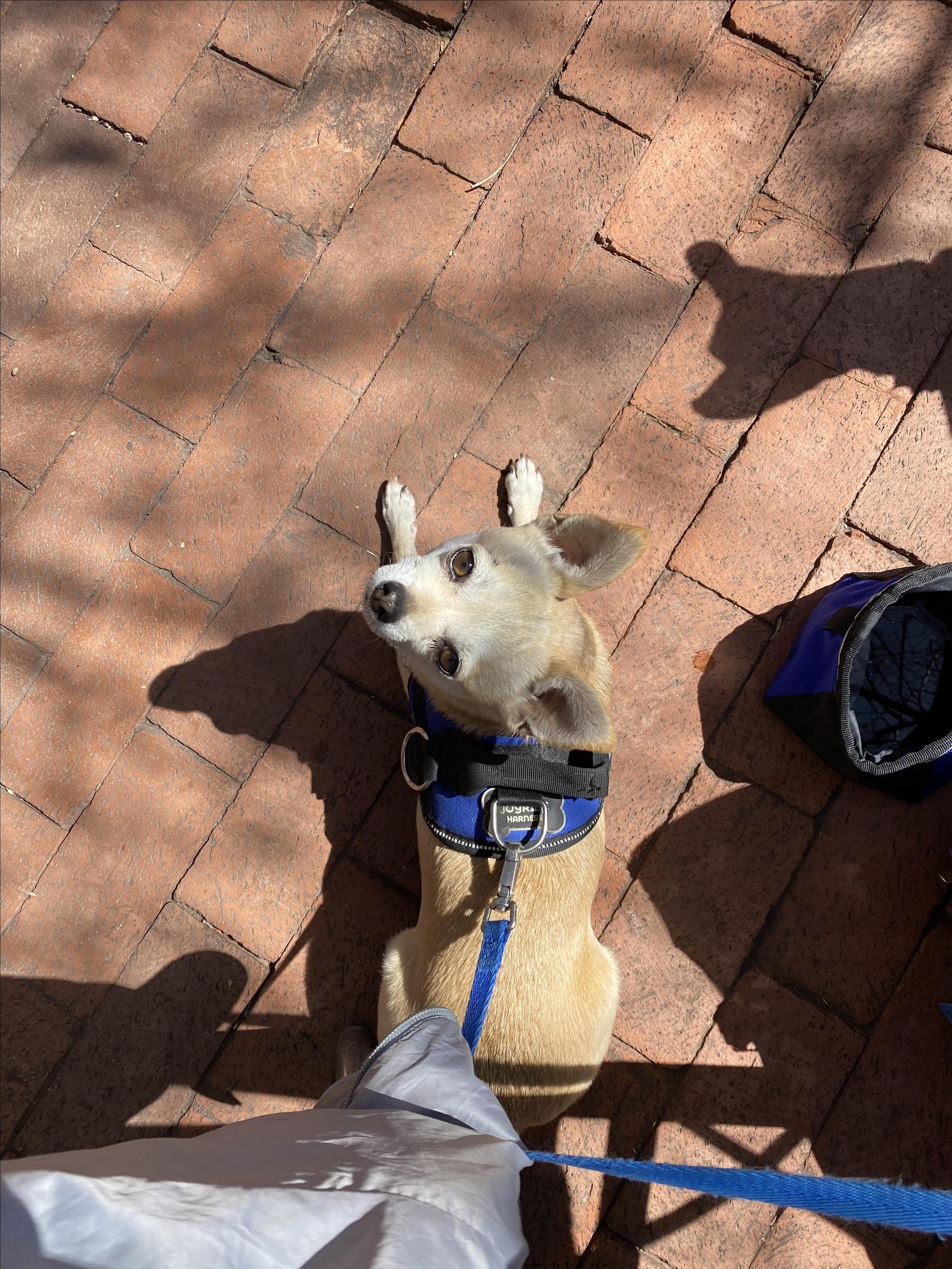 Dog Friendly Bakeries in Santa Fe NM BringFido