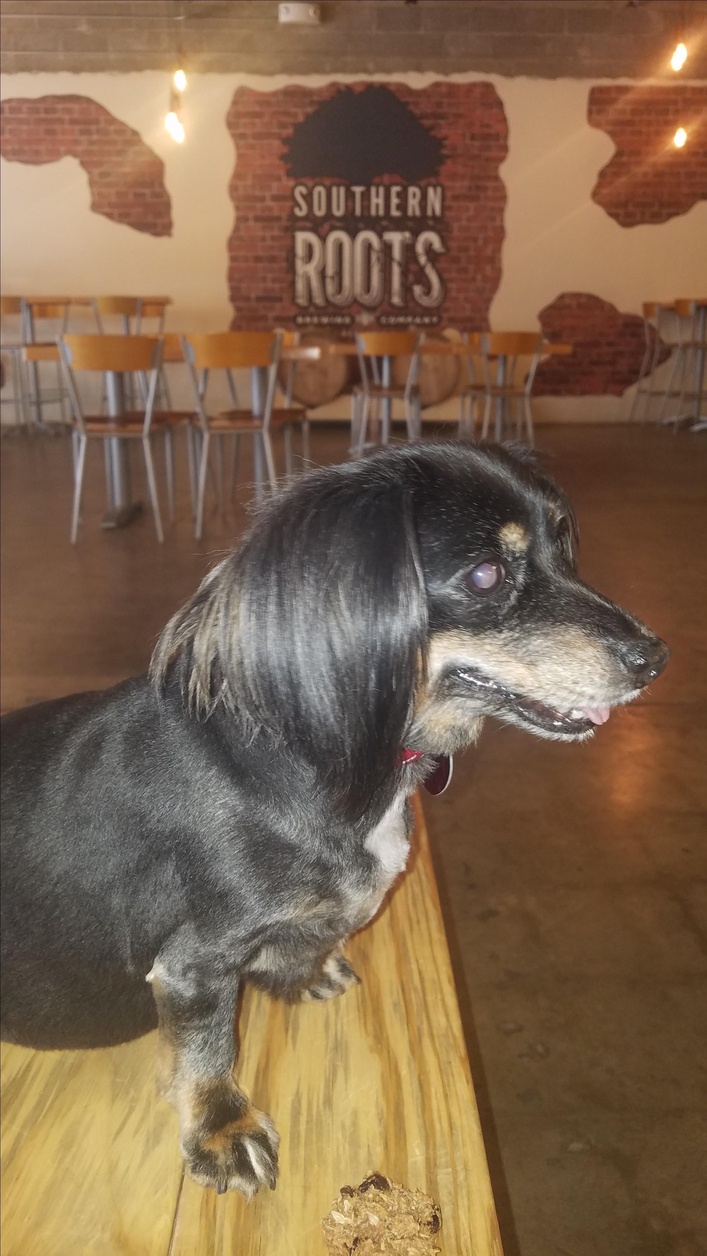 Pet Friendly Southern Roots Brewing Co.