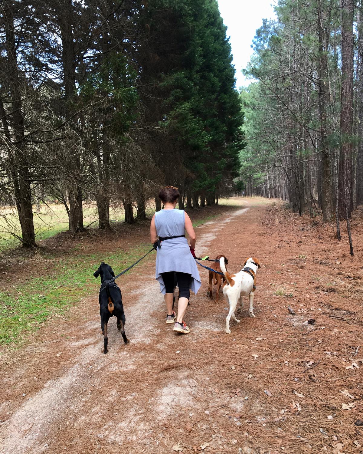 Harbison State Forest Trail Map Harbison State Forest
