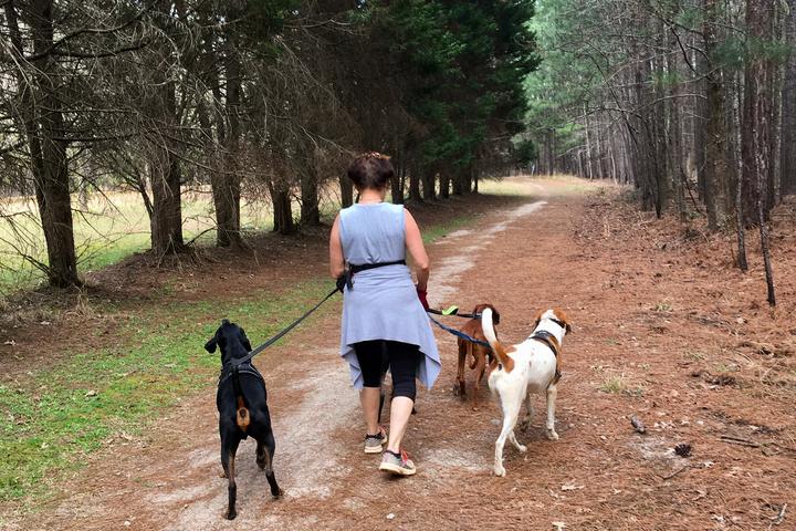 Pet Friendly Harbison State Forest
