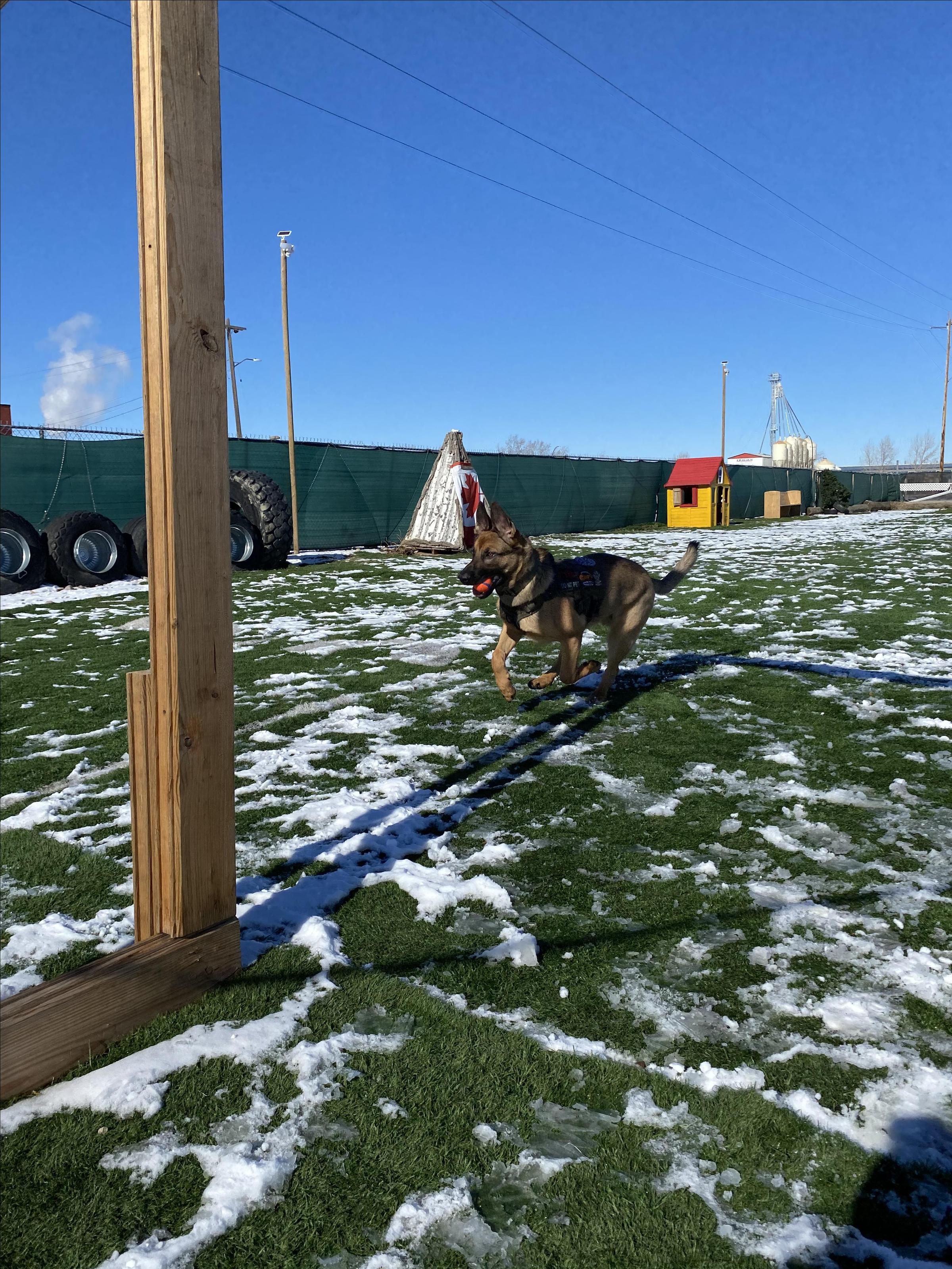 Pet Friendly True North K9 Compound