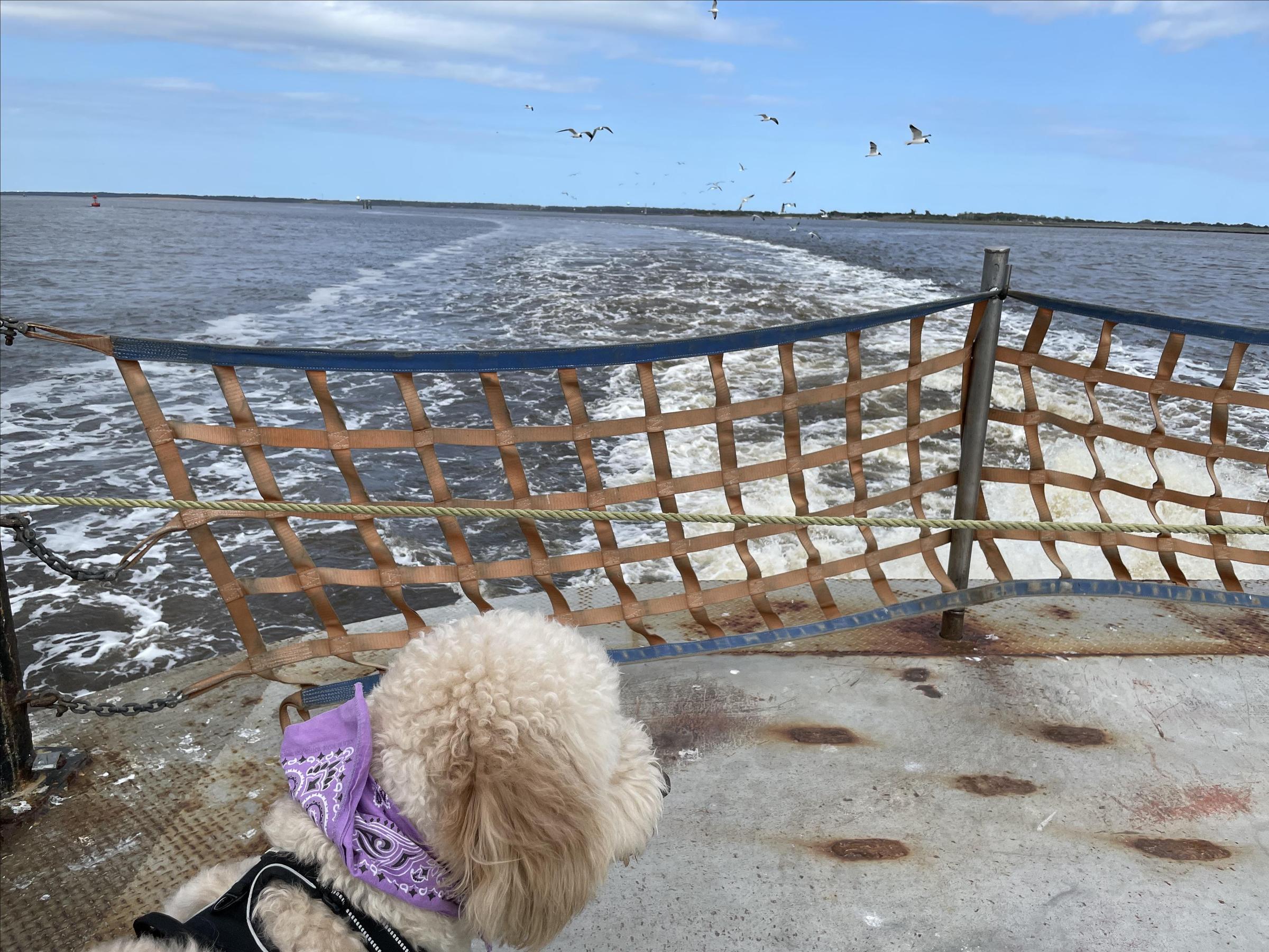Pet Friendly Fort Fisher Ferry
