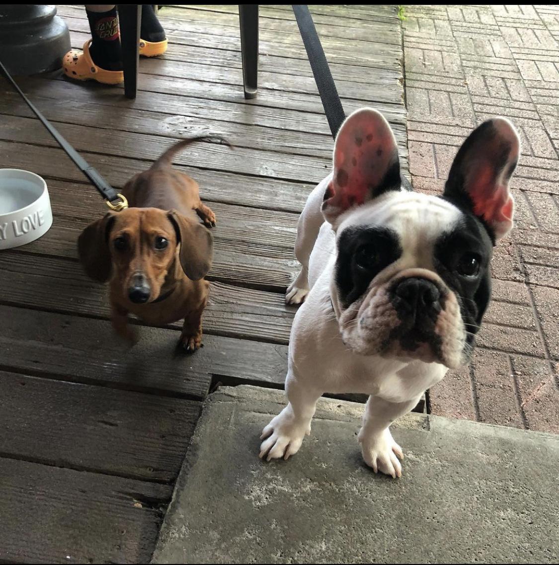 Schmagel's Bagels Pet Policy