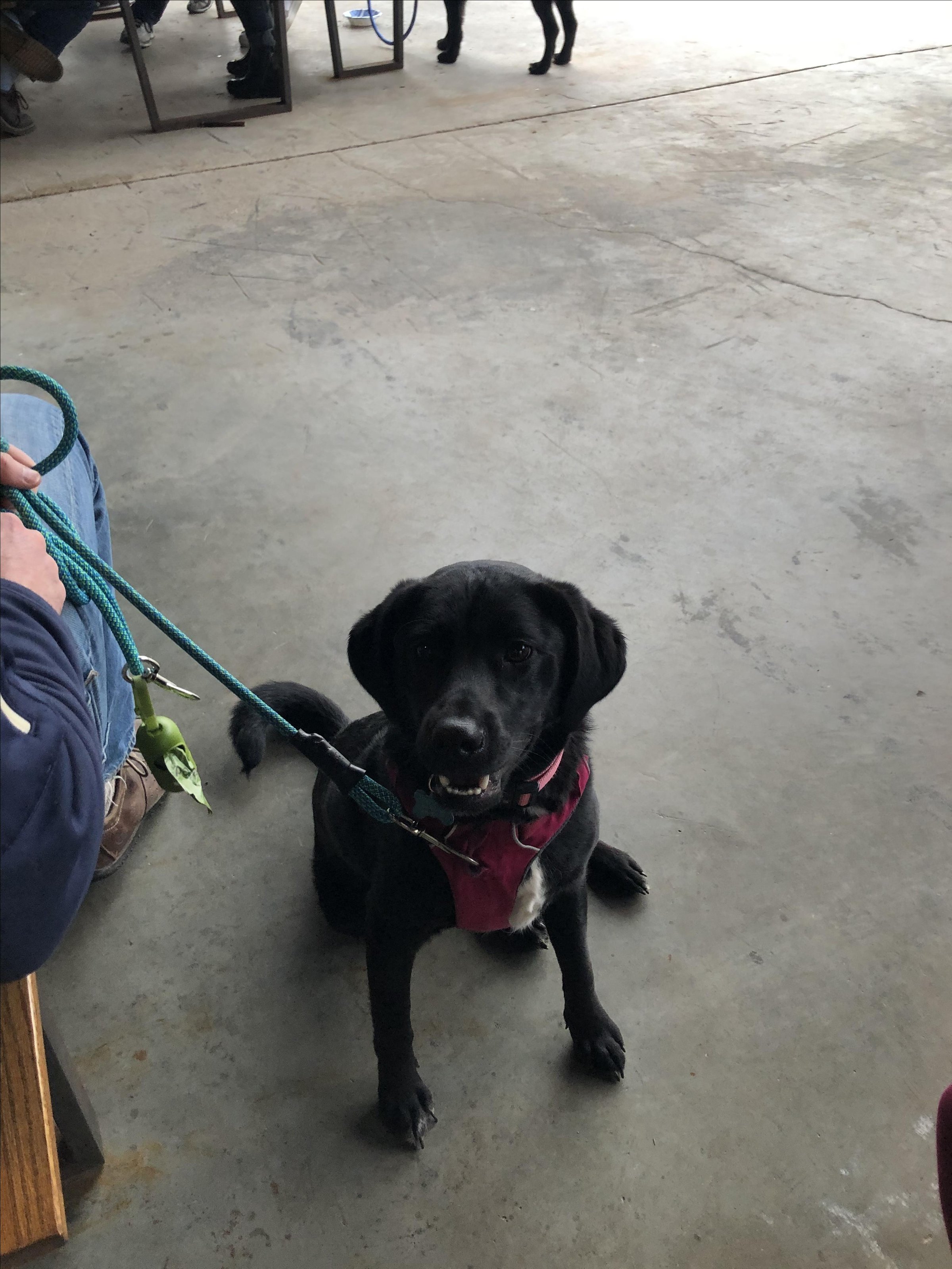 Pet Friendly Dr. Scofflaw's at the Works
