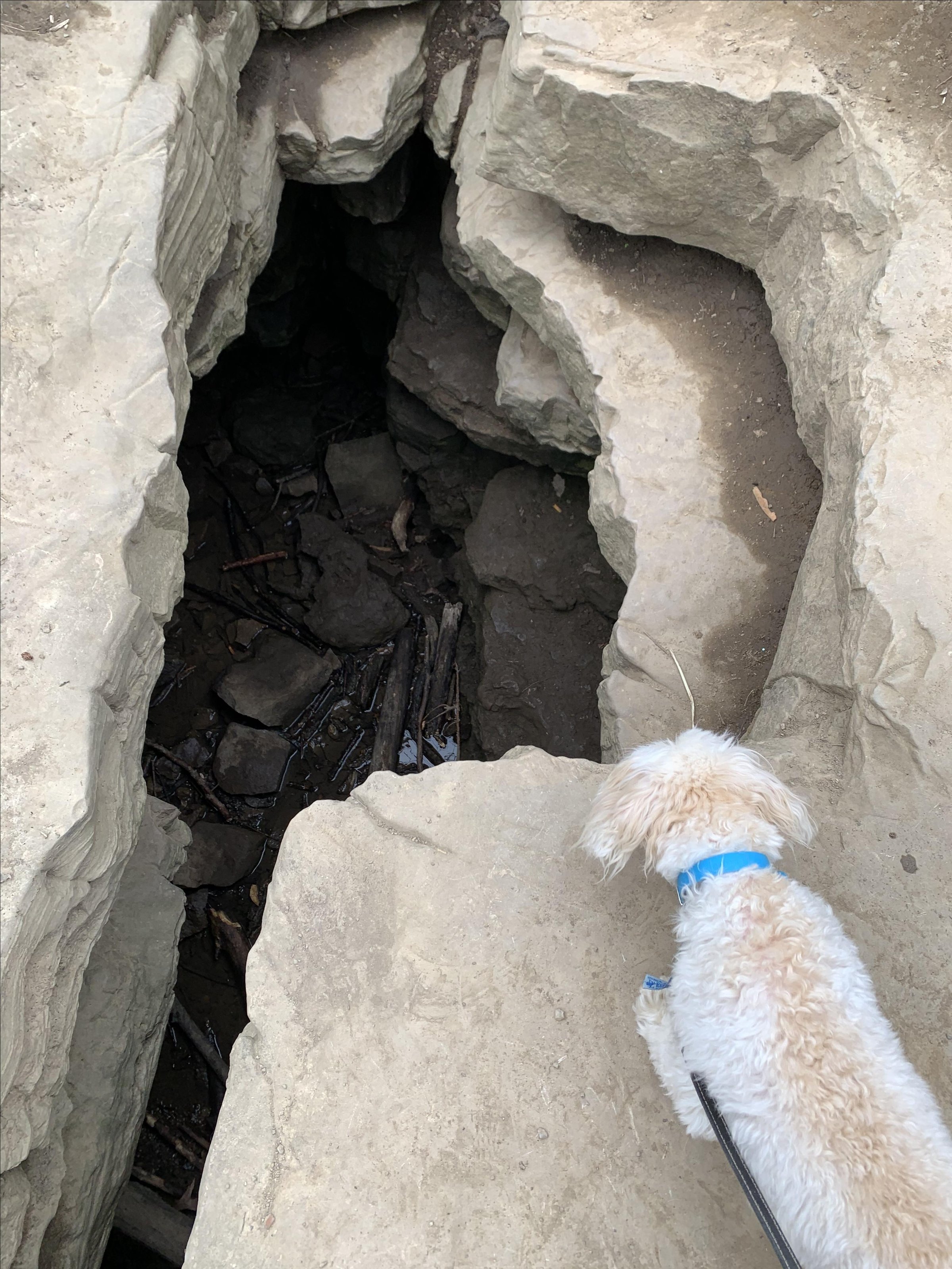 Pet Friendly Eramosa Karst Conservation Area