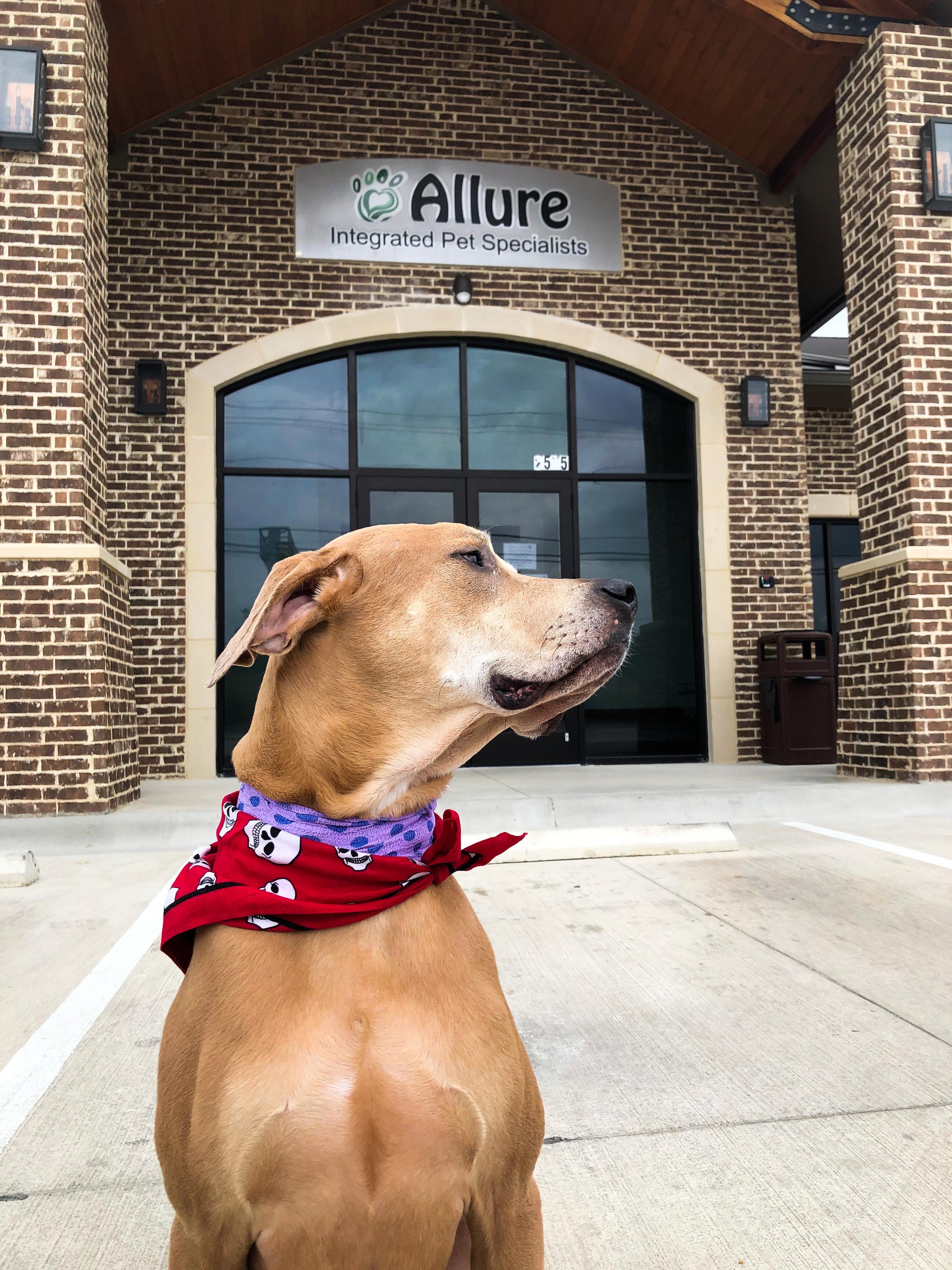 Pet Friendly Allure Integrated Pet Specialists