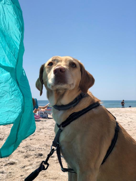 Pet Friendly Onslow County Beach Access #2
