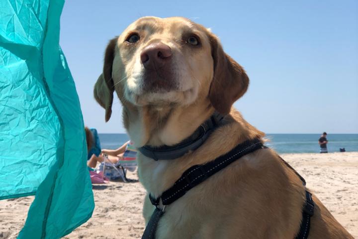 Pet Friendly Onslow County Beach Access #2