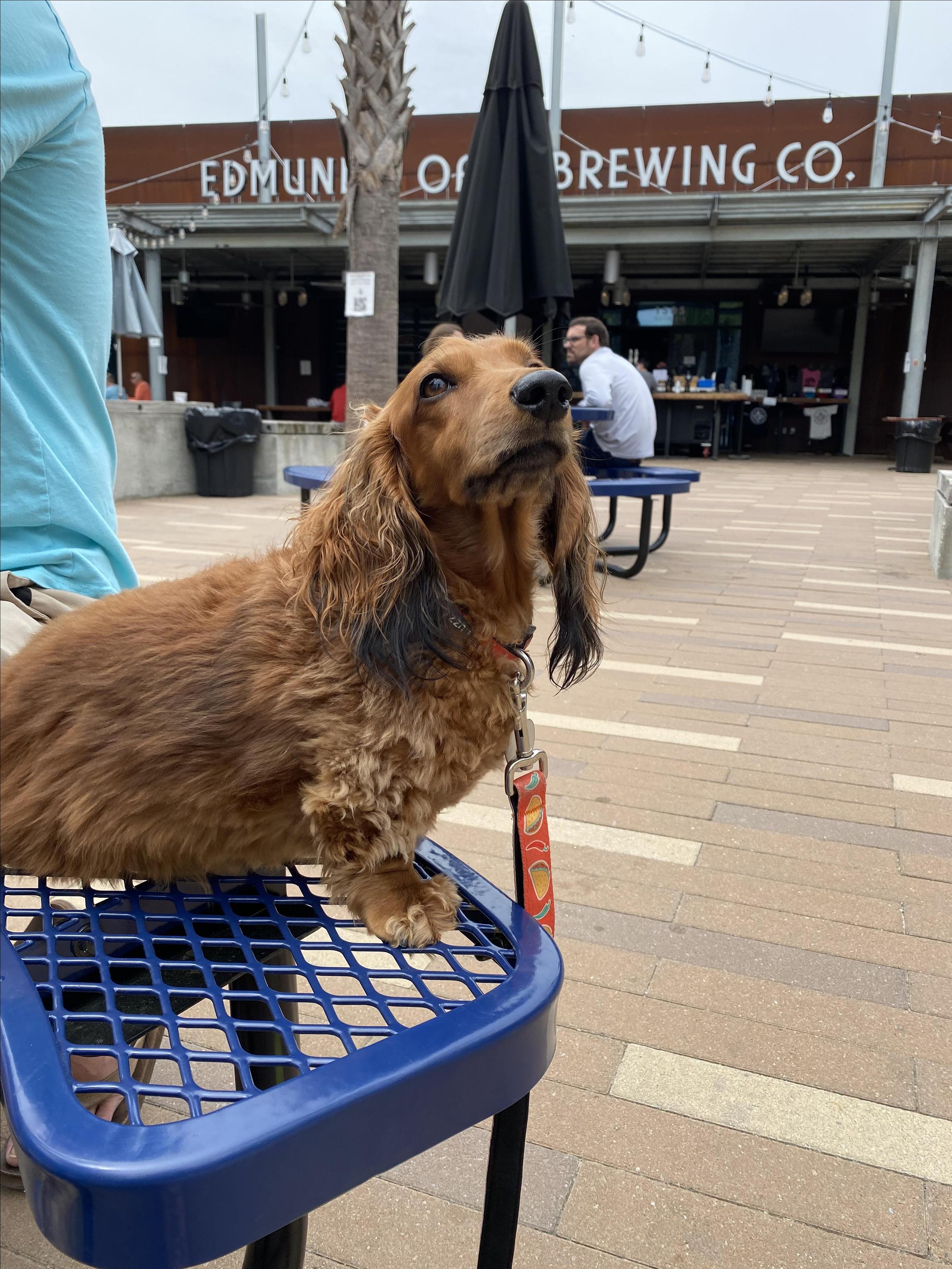 Pet Friendly Edmund's Oast Brewing Co. & Taproom