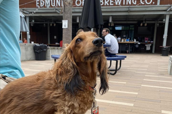 Pet Friendly Edmund's Oast Brewing Co. & Taproom