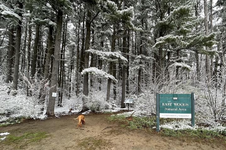 Pet Friendly East Woods Natural Area